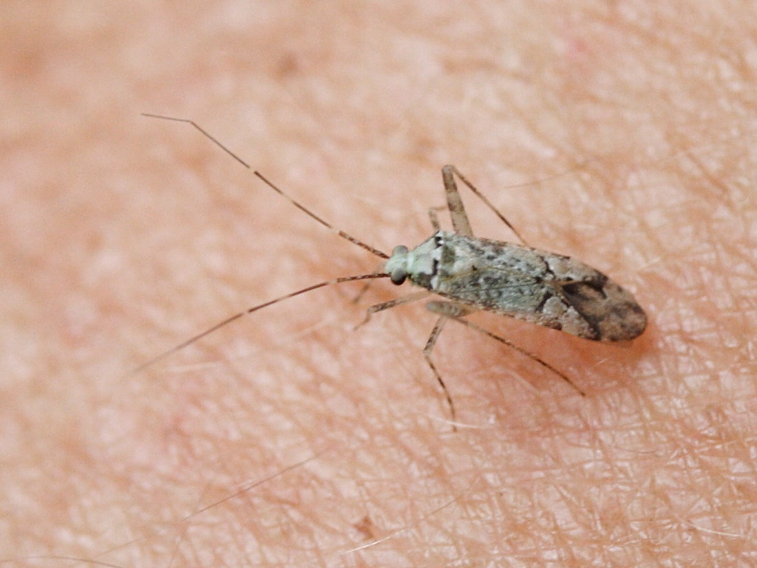 phytocoris_longipennis1md