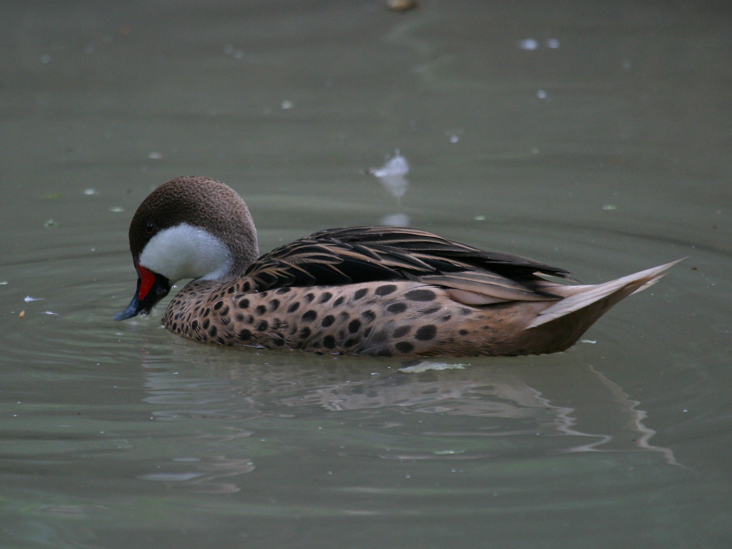 pilet_des_bahamas_-_anas_bahamensis1bd