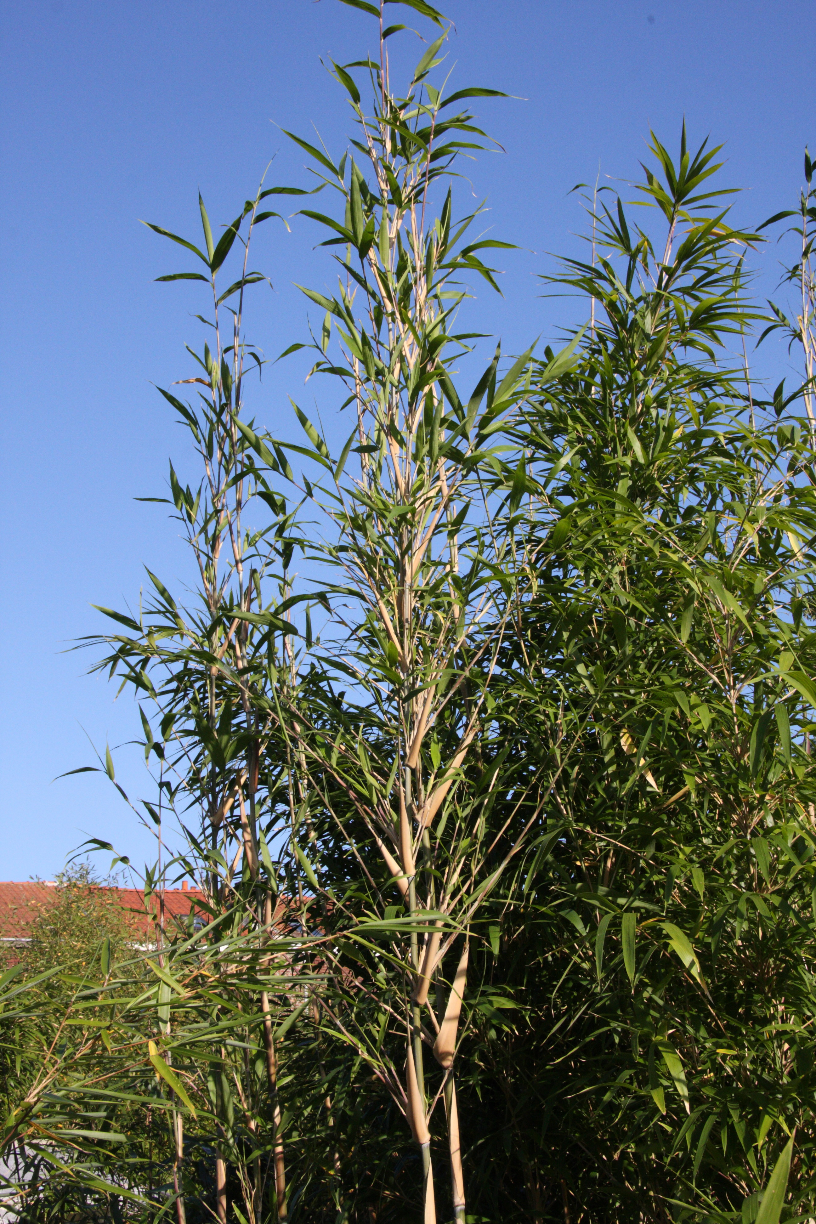 pleioblastus_simonii1md