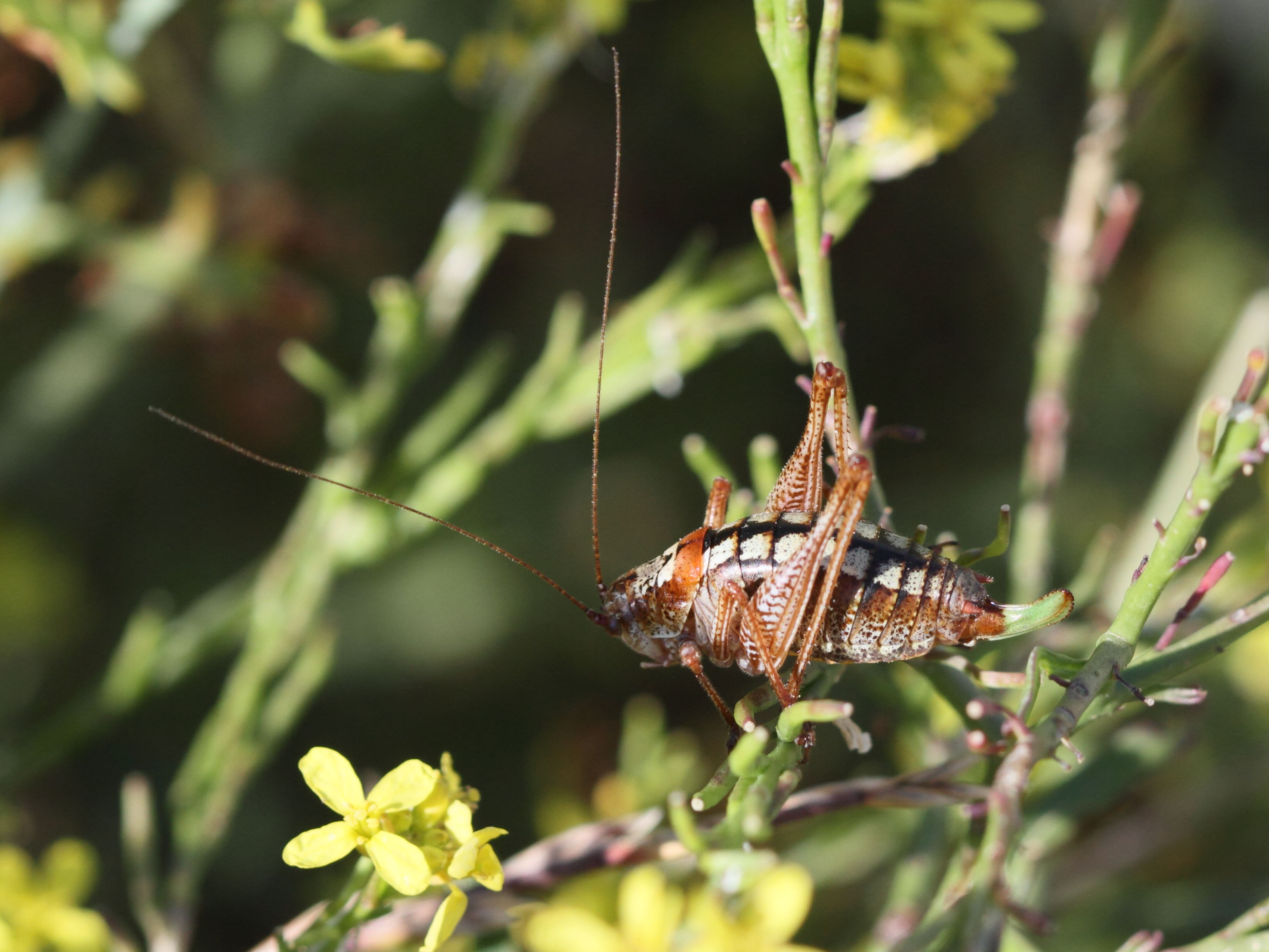 poecilimon_sanctipauli2bd