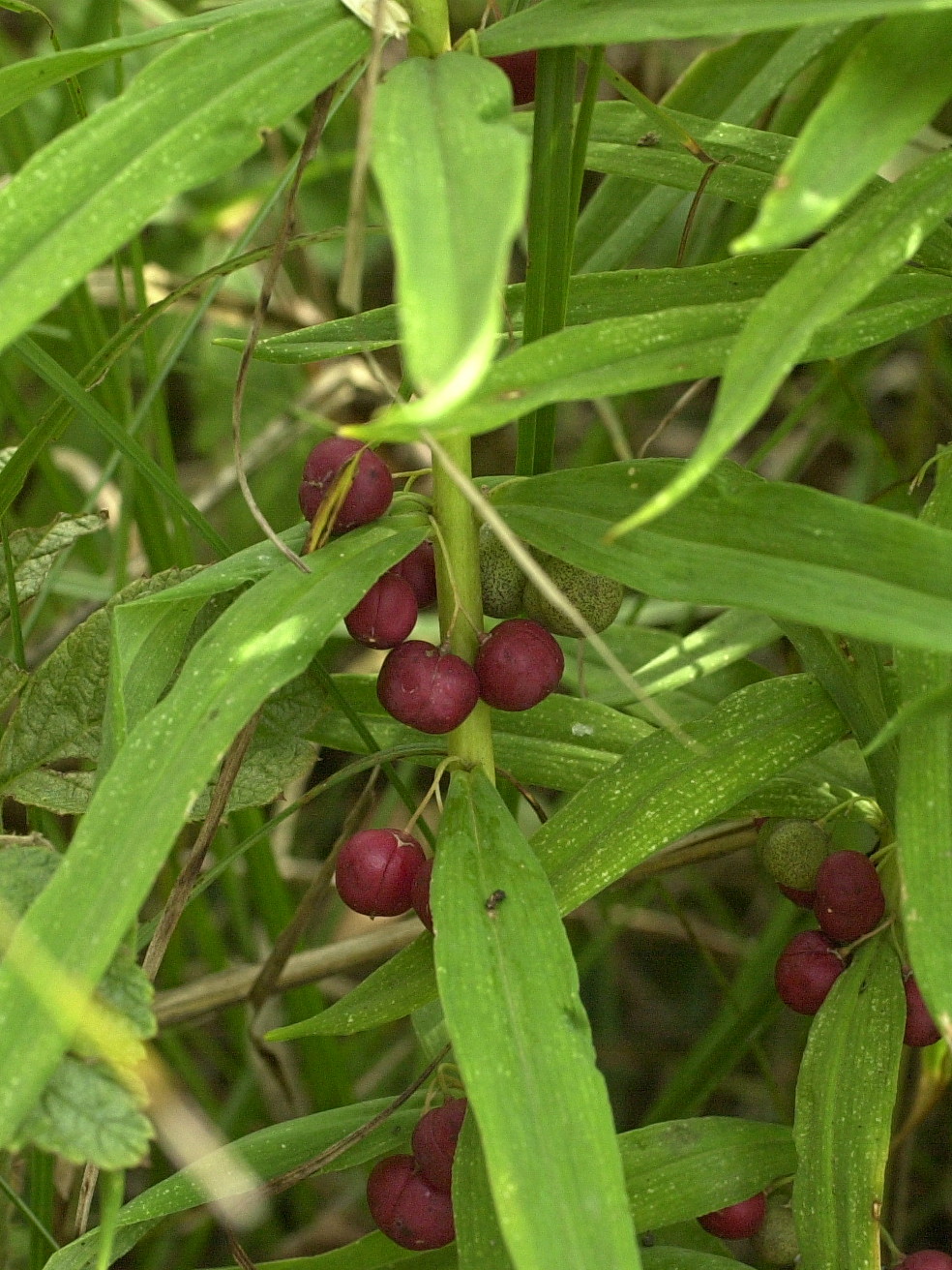 polygonatum_verticillatum2md