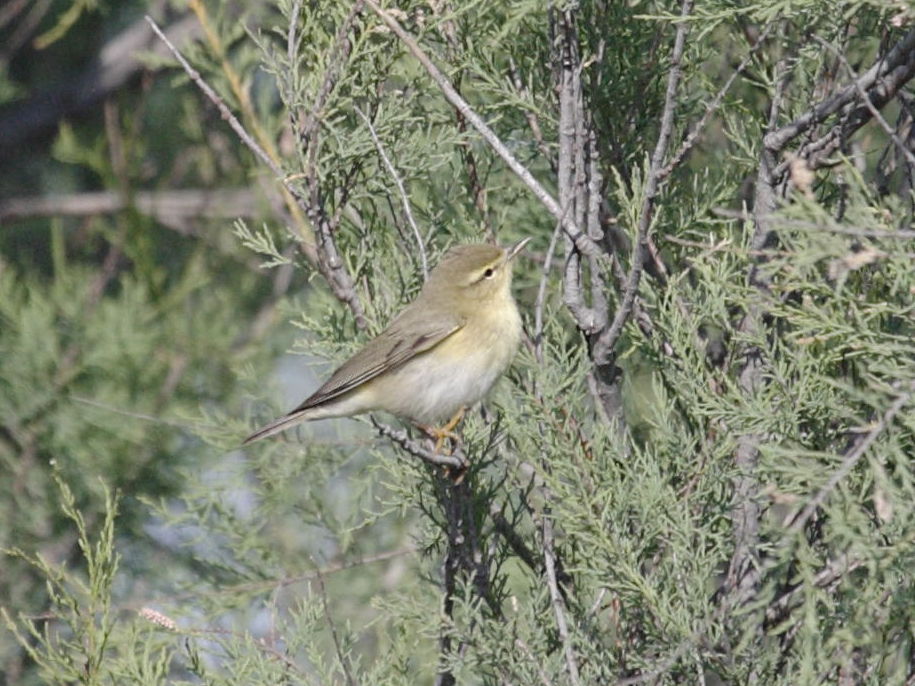 Afficher le média pouillot_fitis_-_phylloscopus_trochilus2bd pouillot_fitis_-_phylloscopus_trochilus2bd