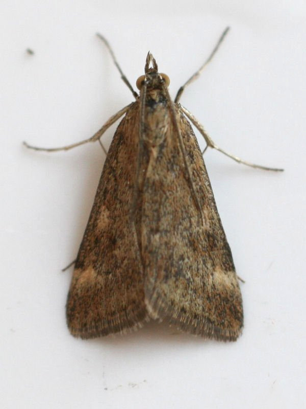 pyrausta_despicata1md