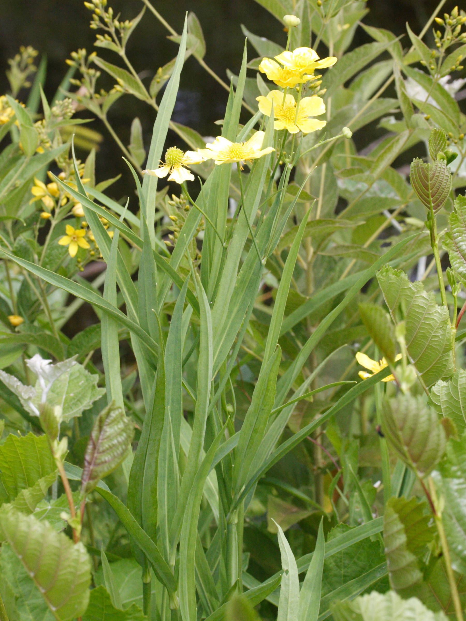 ranunculus_lingua4md