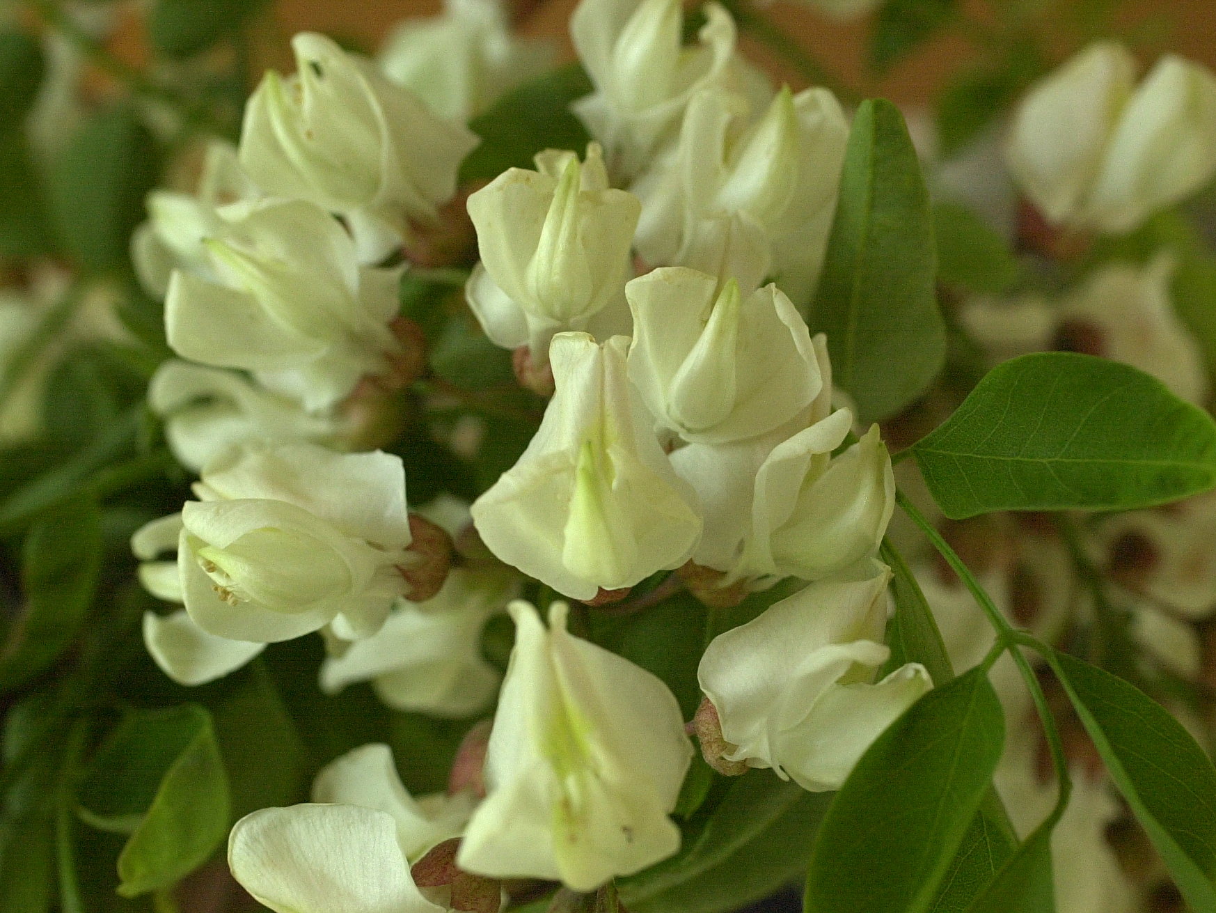 Afficher le média Robinia_pseudoacacia Robinia_pseudoacacia