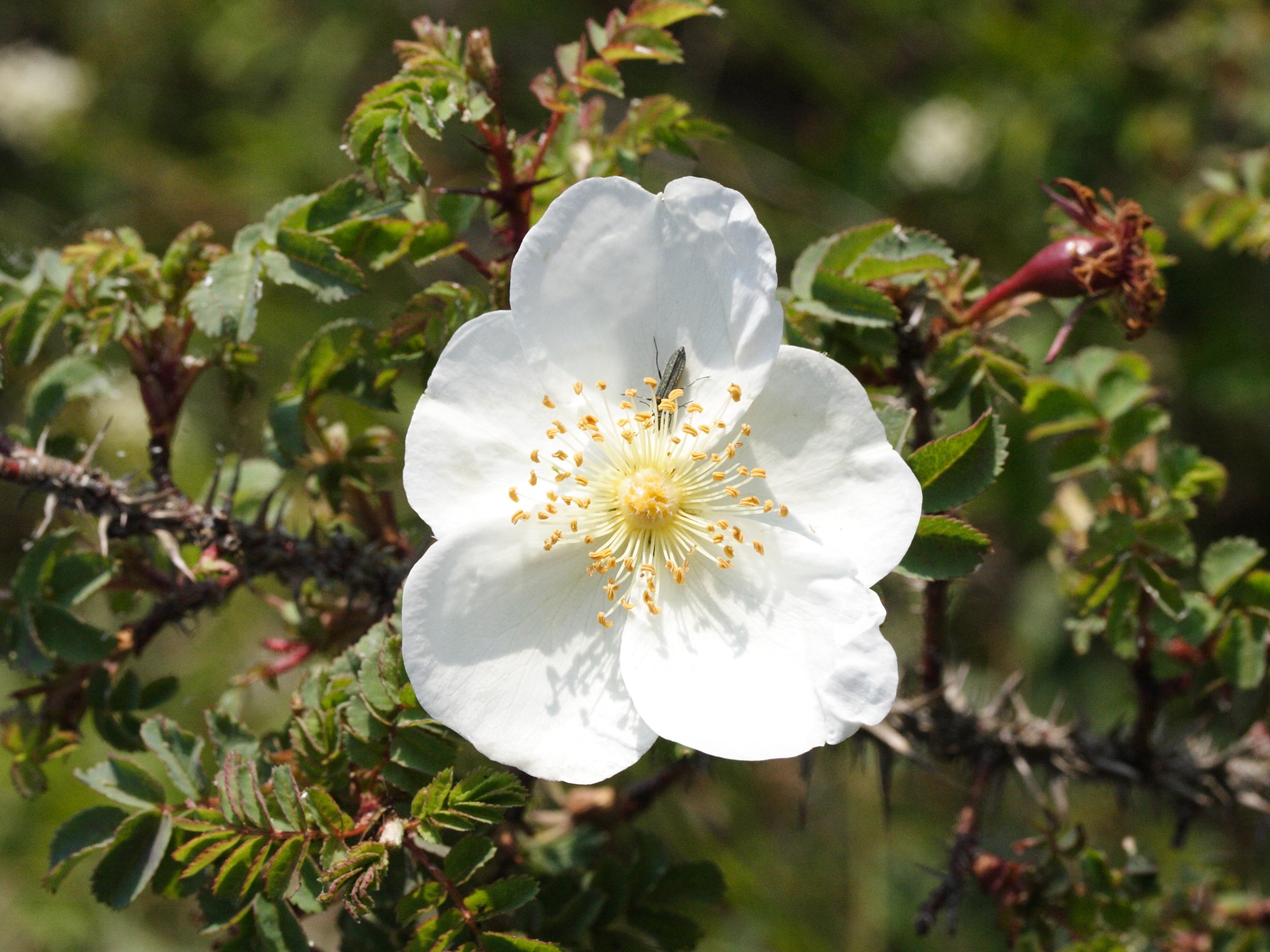 rosa_pimpinellifolia3md
