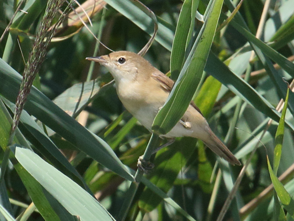Afficher le média rousserolle_effarvatte_-_acrocephalus_scirpaceus1bdjpg rousserolle_effarvatte_-_acrocephalus_scirpaceus1bdjpg