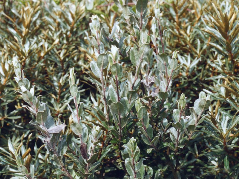 Afficher le média salix_repens2md salix_repens2md