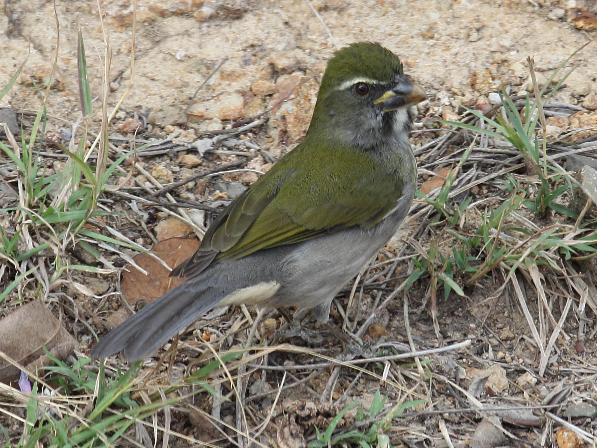 saltatot_gros_bec_-_saltator_albicollis3sd