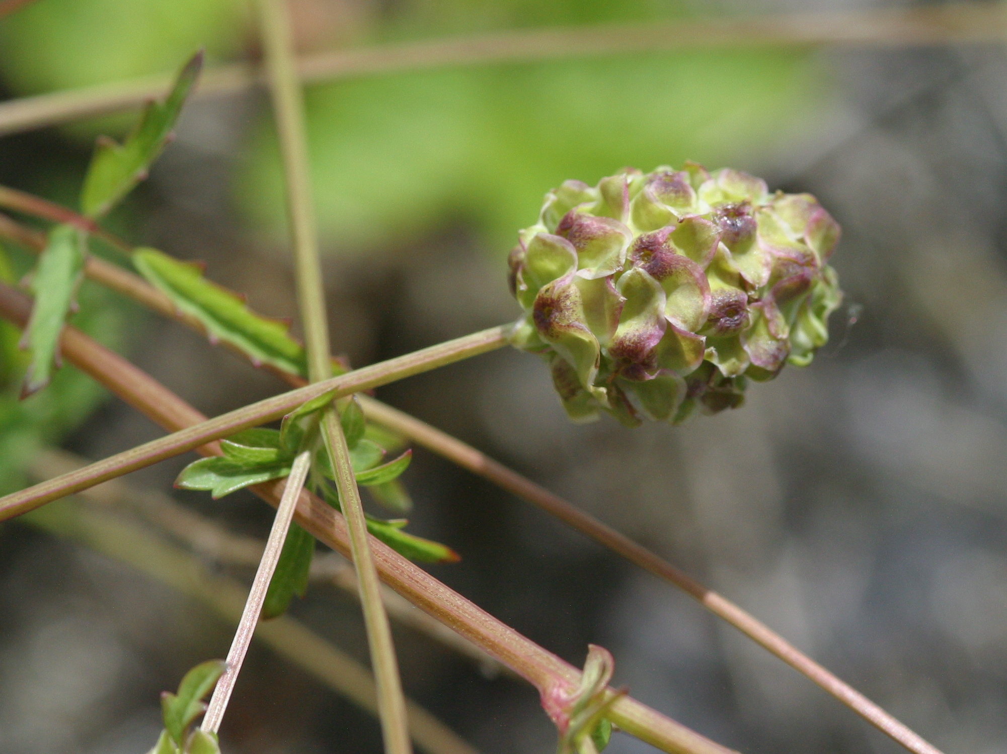sanguisorba_minor4bd