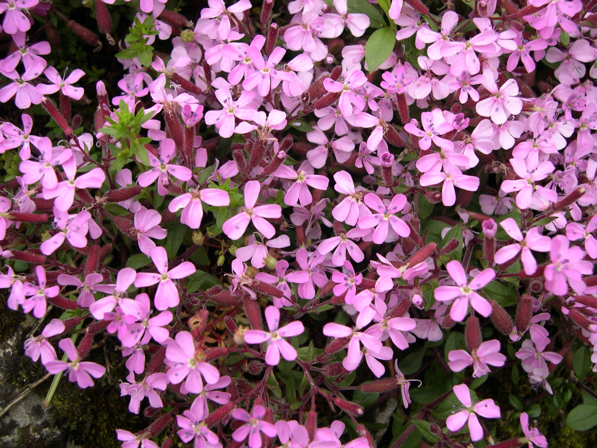 Afficher le média saponaria_ocymoides2md saponaria_ocymoides2md