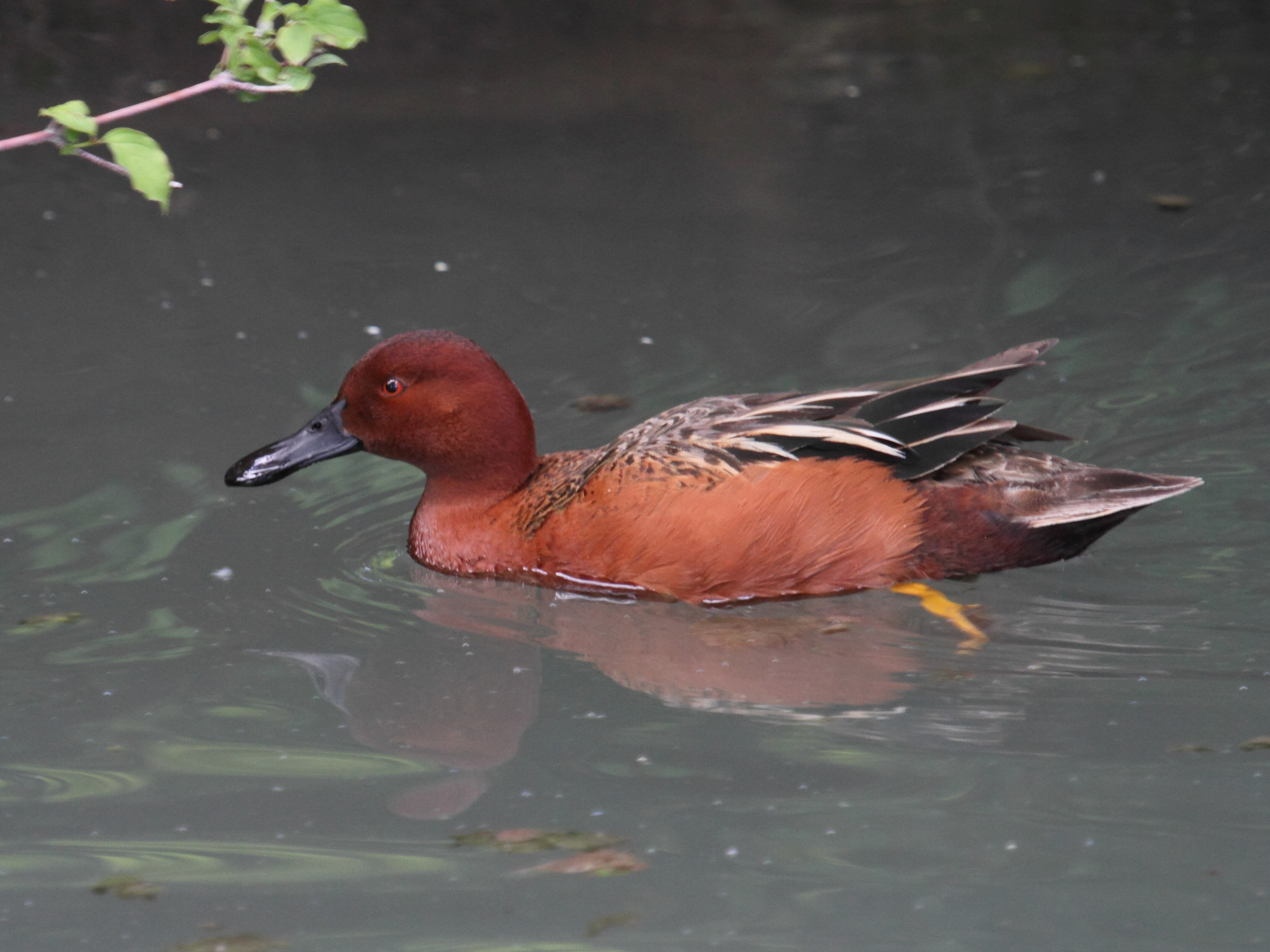 sarcelle_canelle_-_anas_cyanoptera2bd