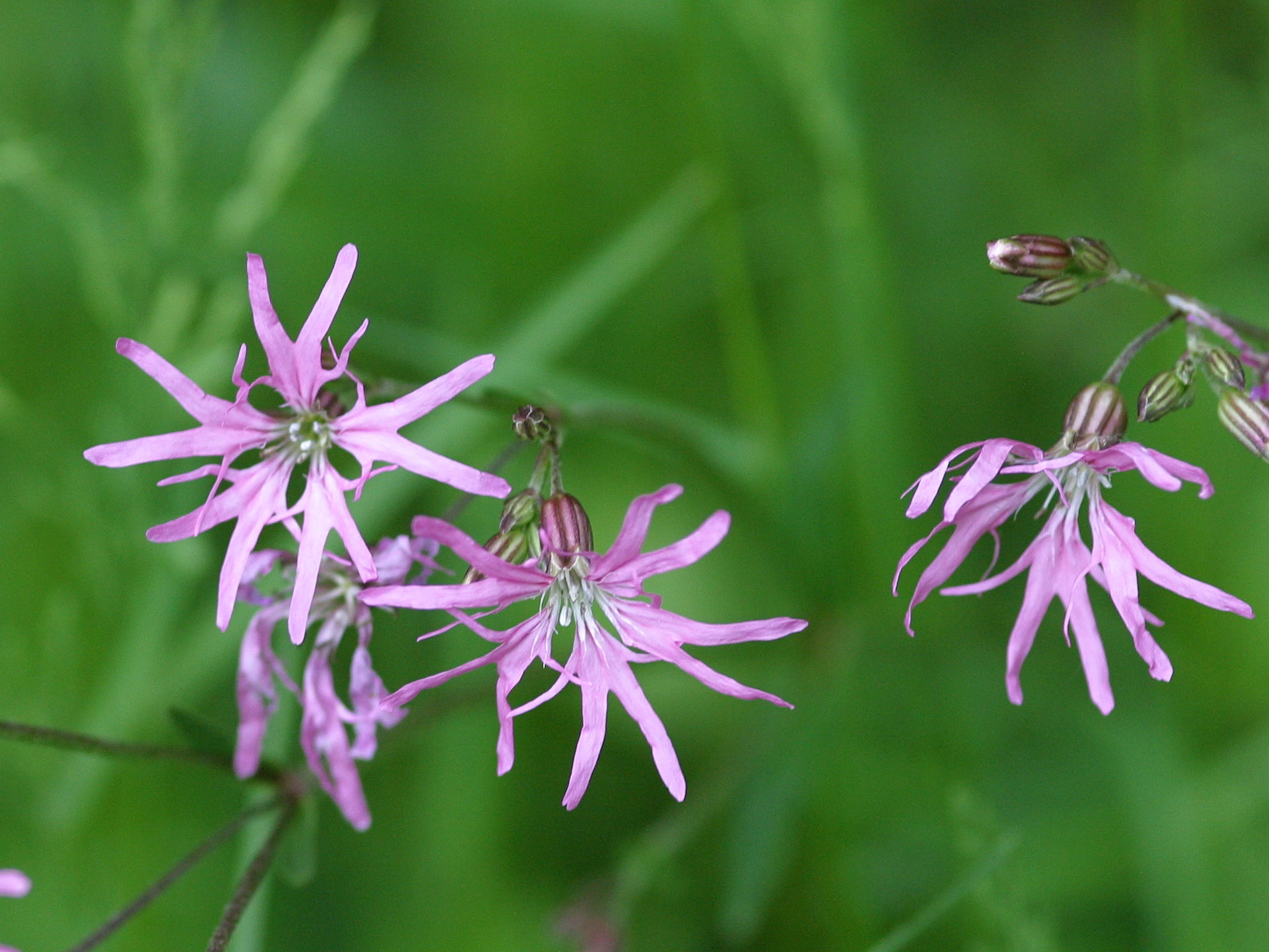 silene_flos-cuculi3md