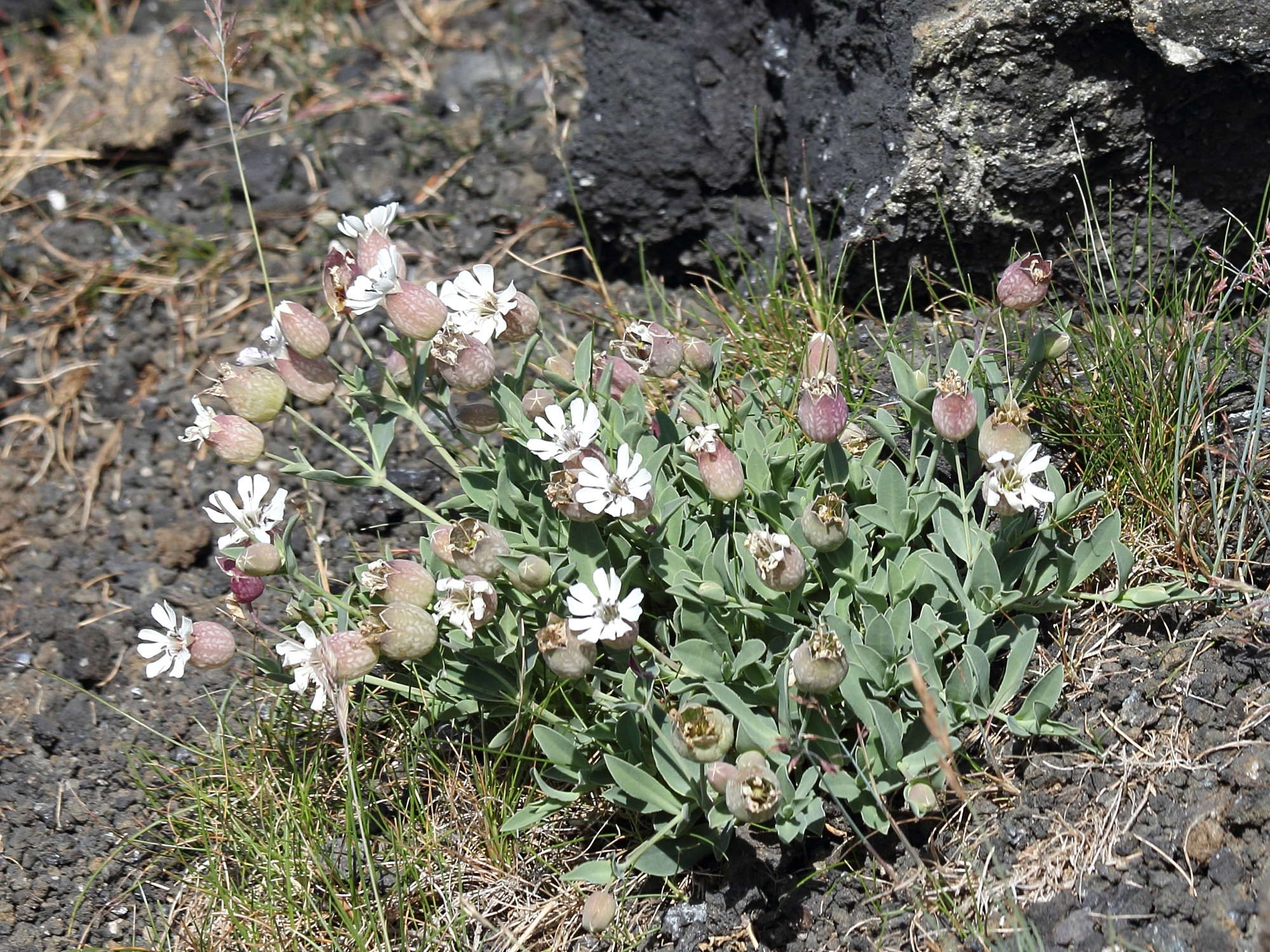 silene_vulgaris_maritima4sd