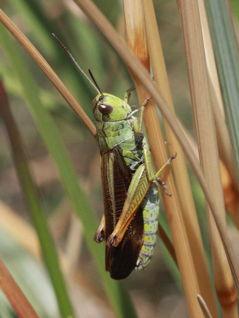 Afficher le média stauroderus_scalaris1bd stauroderus_scalaris1bd
