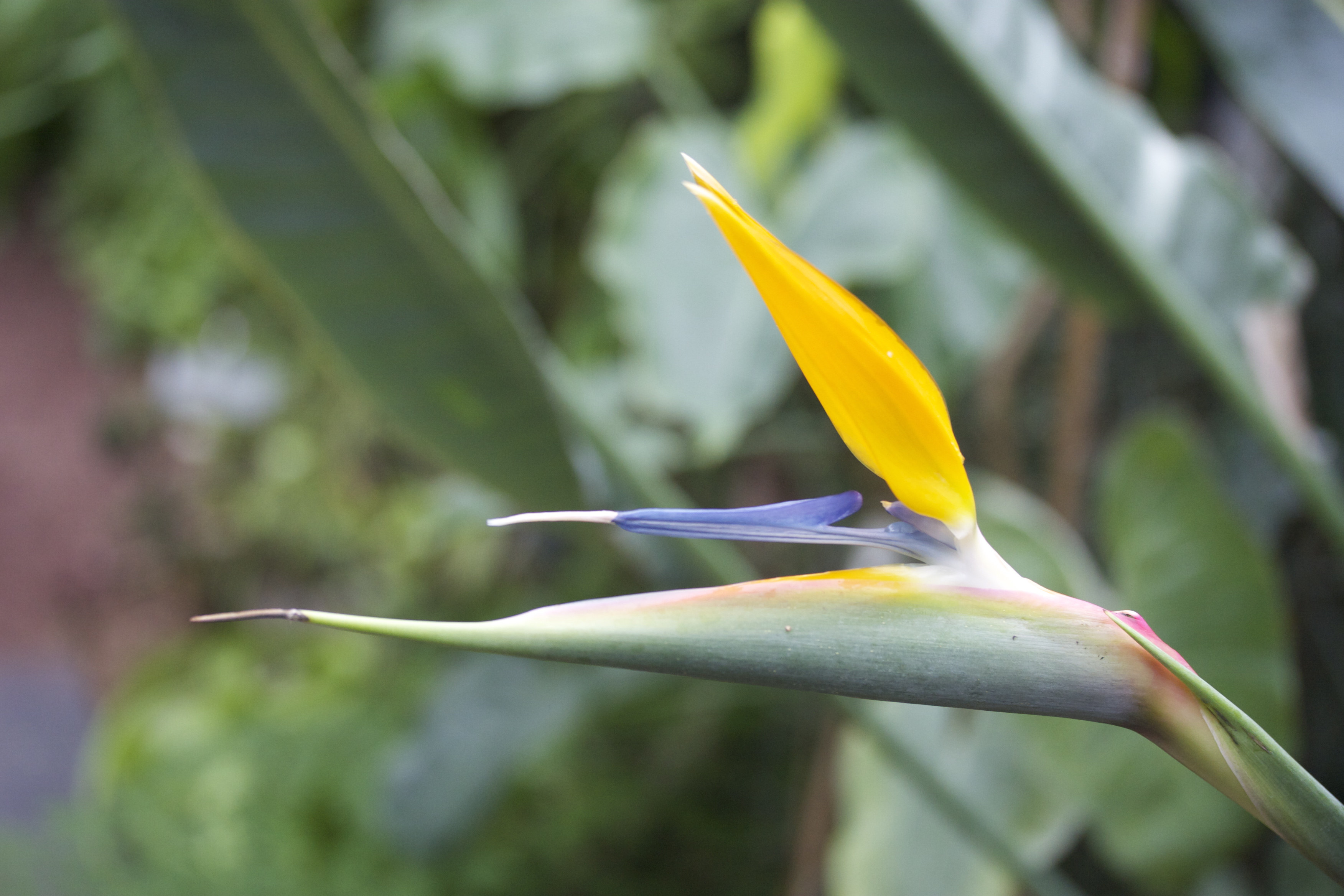 strelitzia_reginae1md