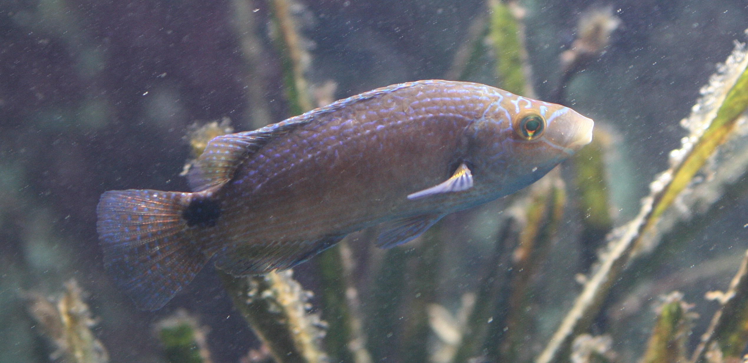 symphodus_mediterraneus1md