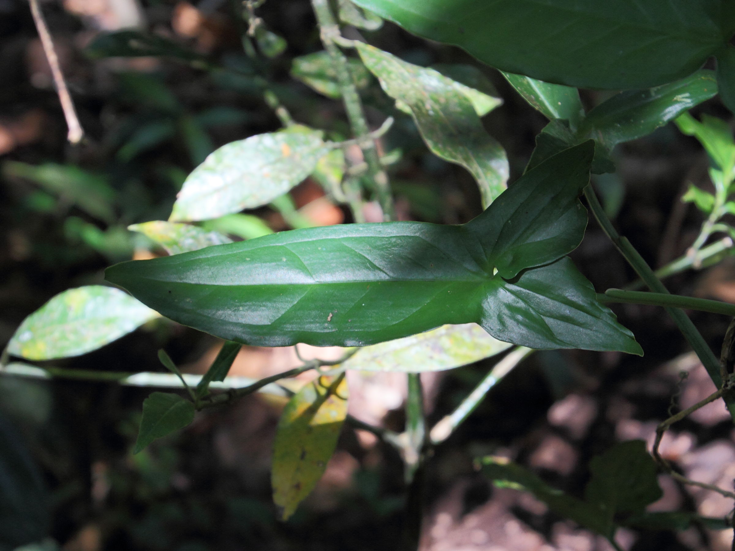 syngonium_podophyllum5md
