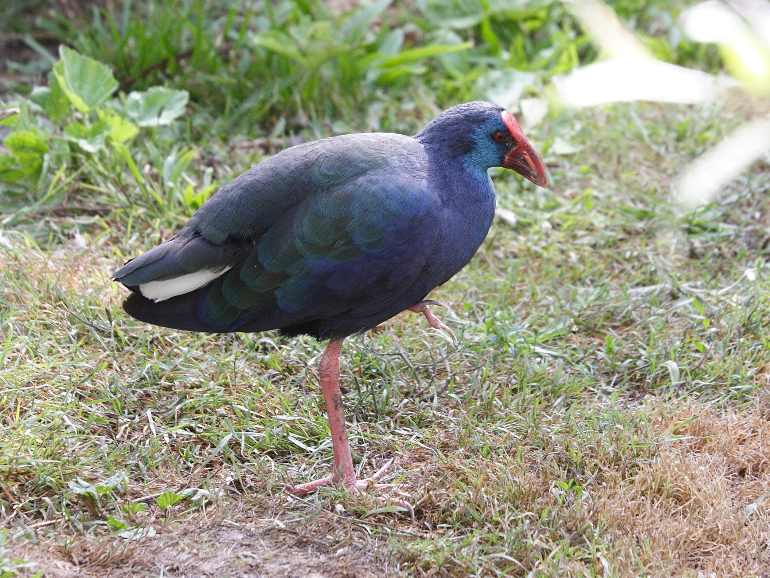 taleve_sultane_-_porphyrio_porphyrio3md