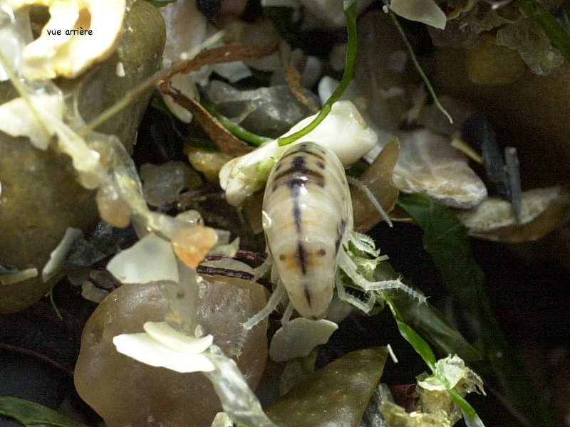 Afficher le média talitrus_saltator3md talitrus_saltator3md