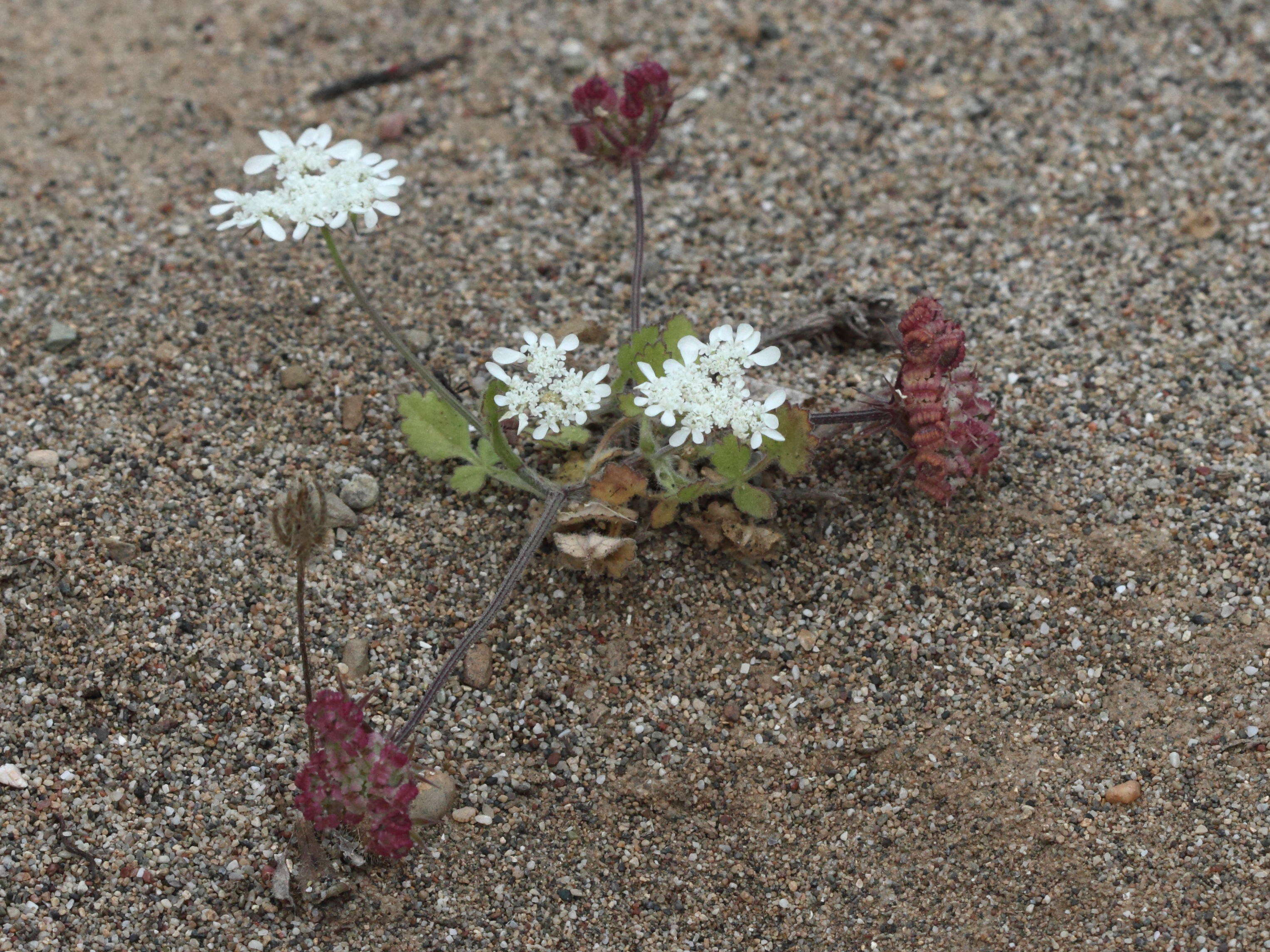 tordylium_aegaeum1bd