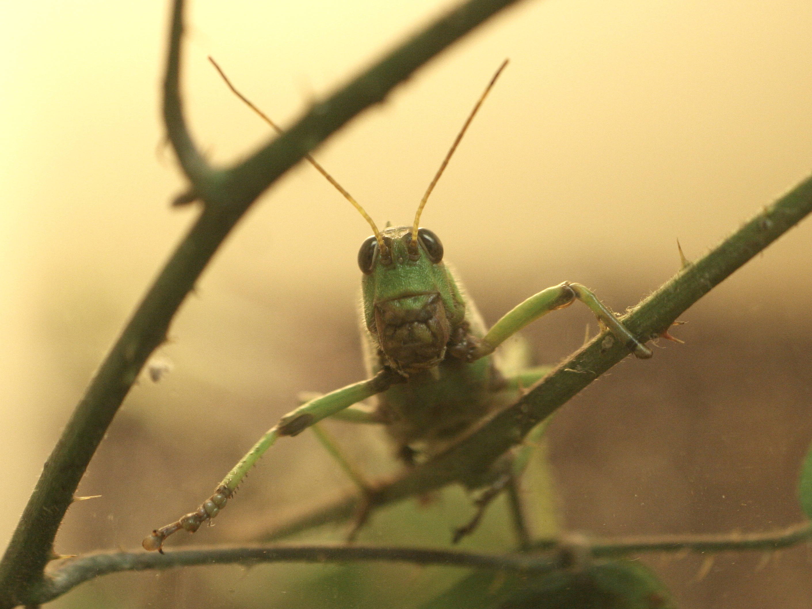 tropidacris_collaris4md