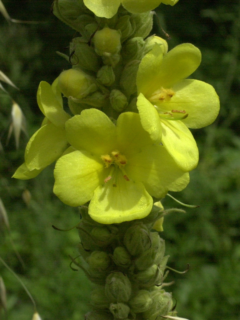 Afficher le média verbascum_thapsus2md verbascum_thapsus2md