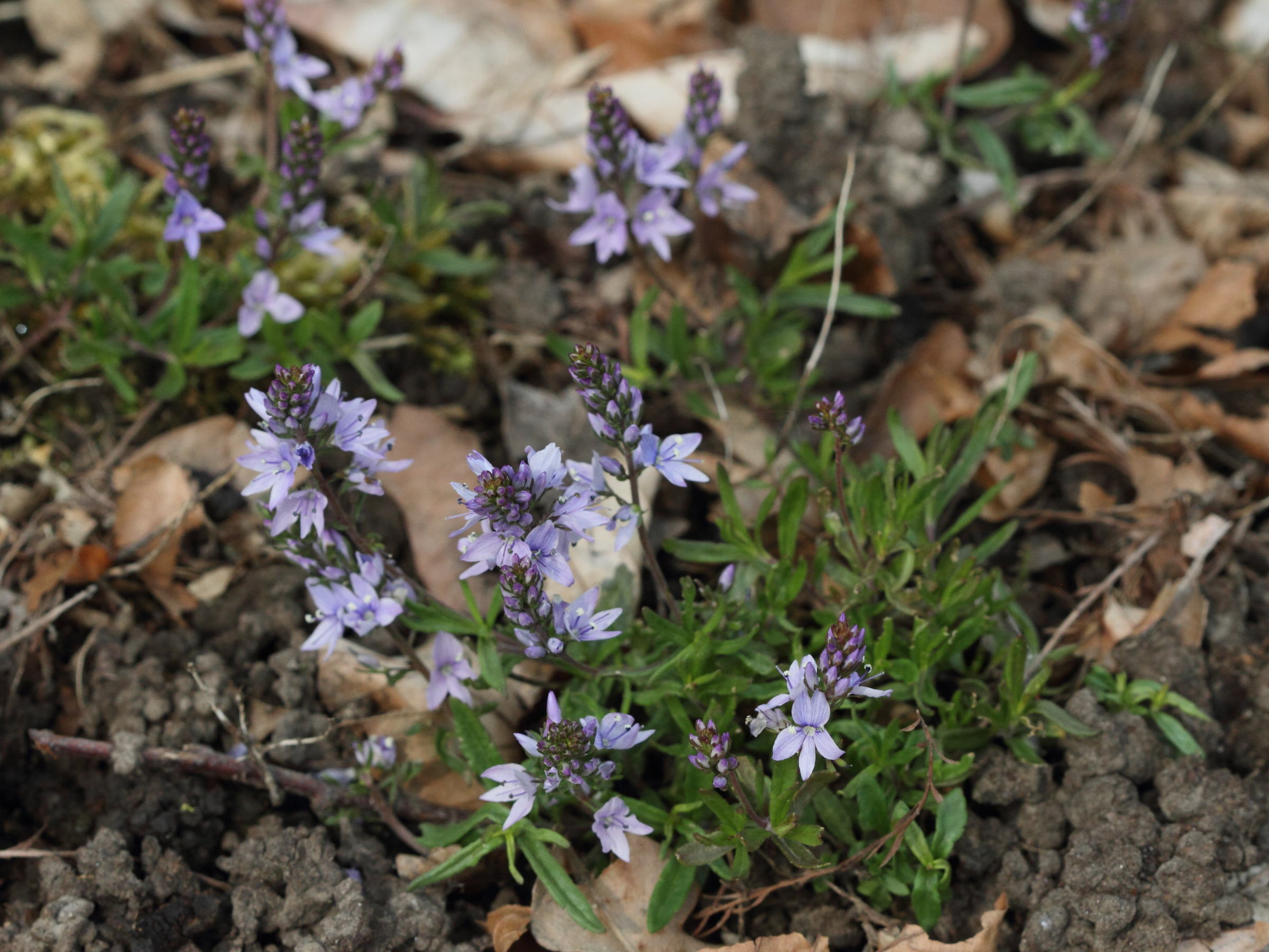 Afficher le média veronica_prostrata1bd veronica_prostrata1bd