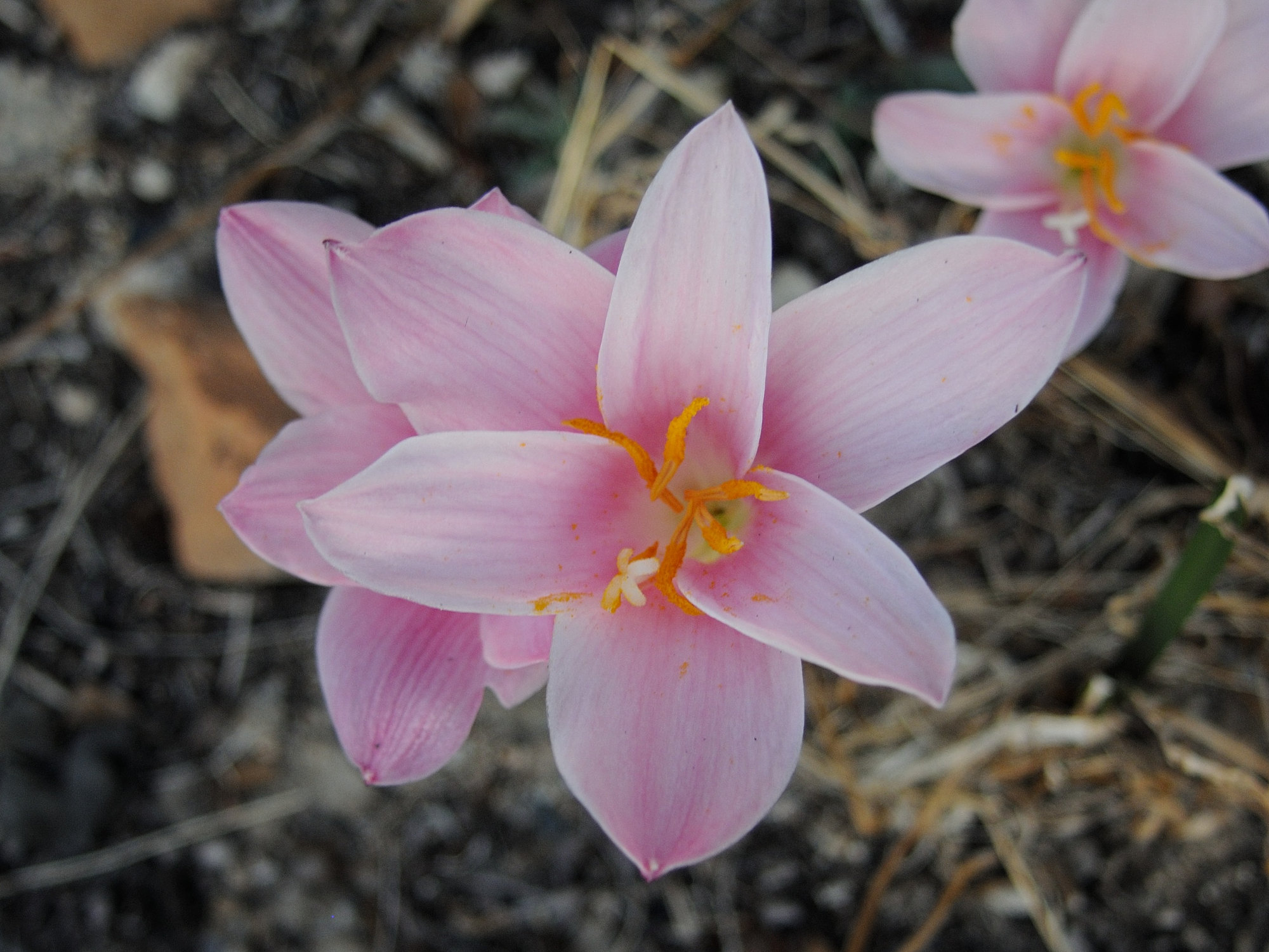 Zephyranthes_sp