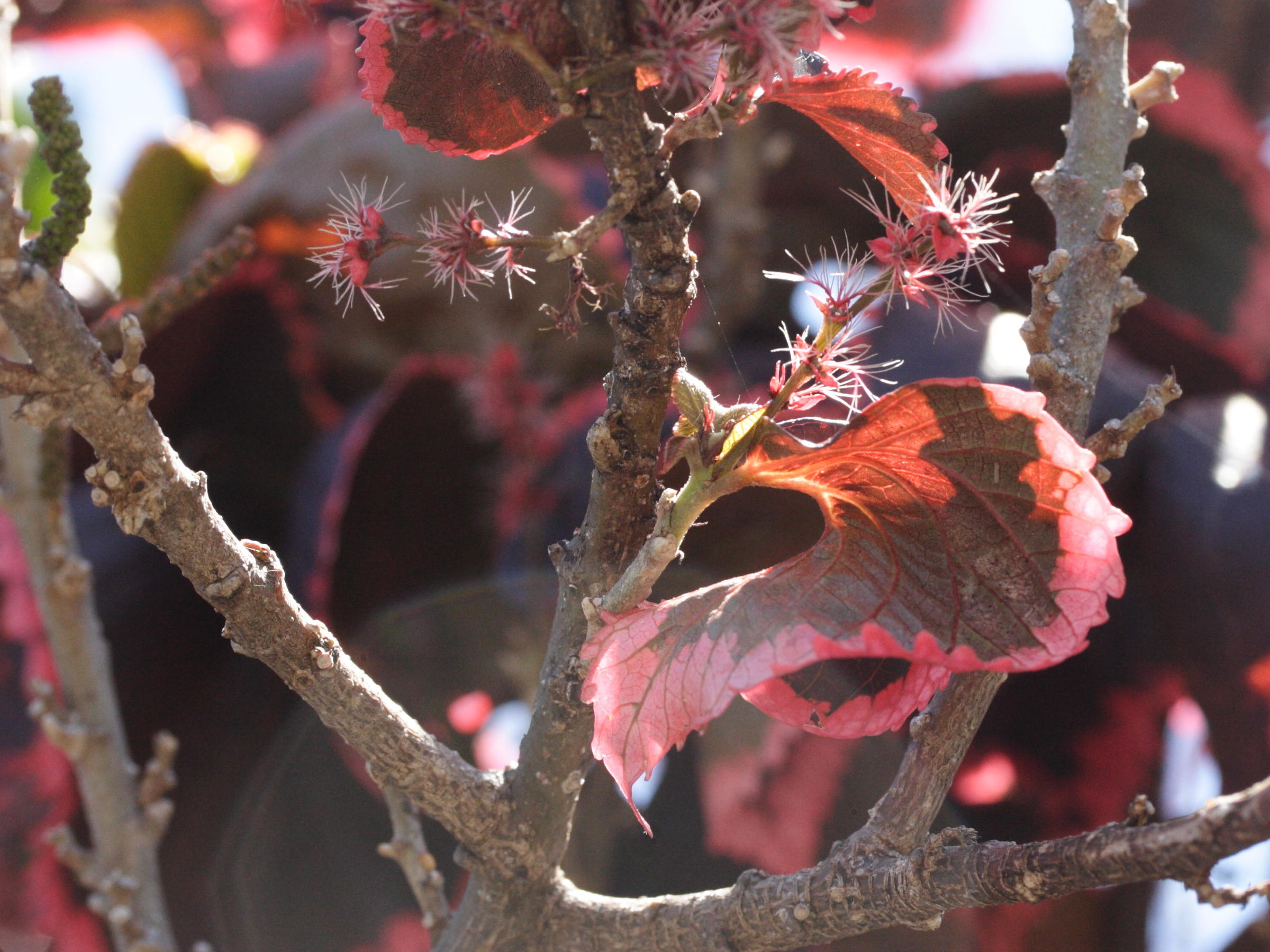 acalypha_wilkesiana3md