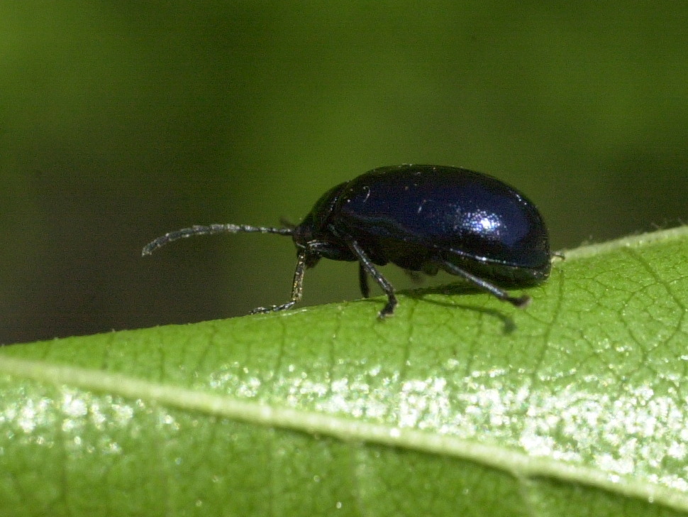 Afficher le média agelastica_alni2md agelastica_alni2md