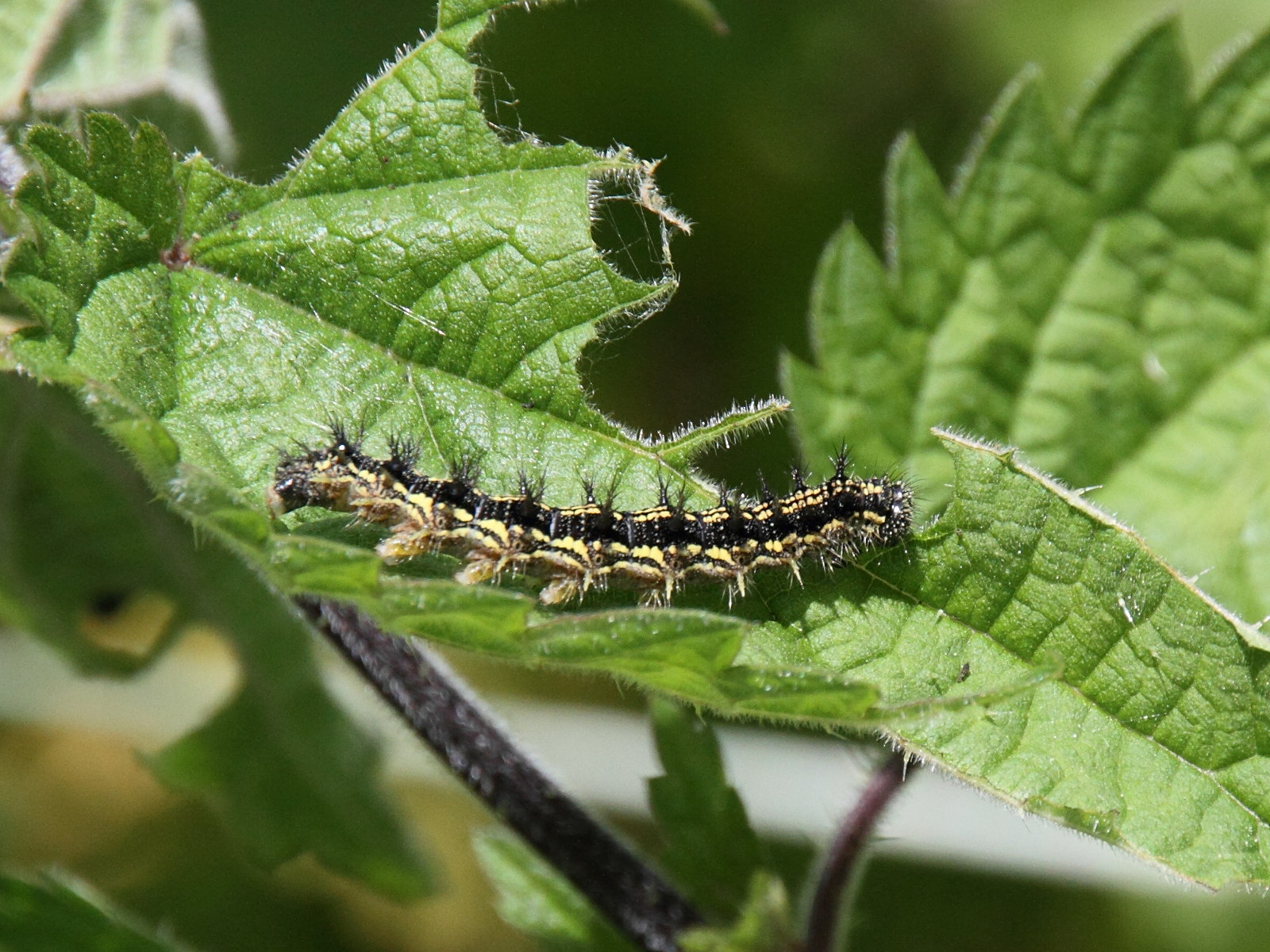 aglais_urticae_ch3md