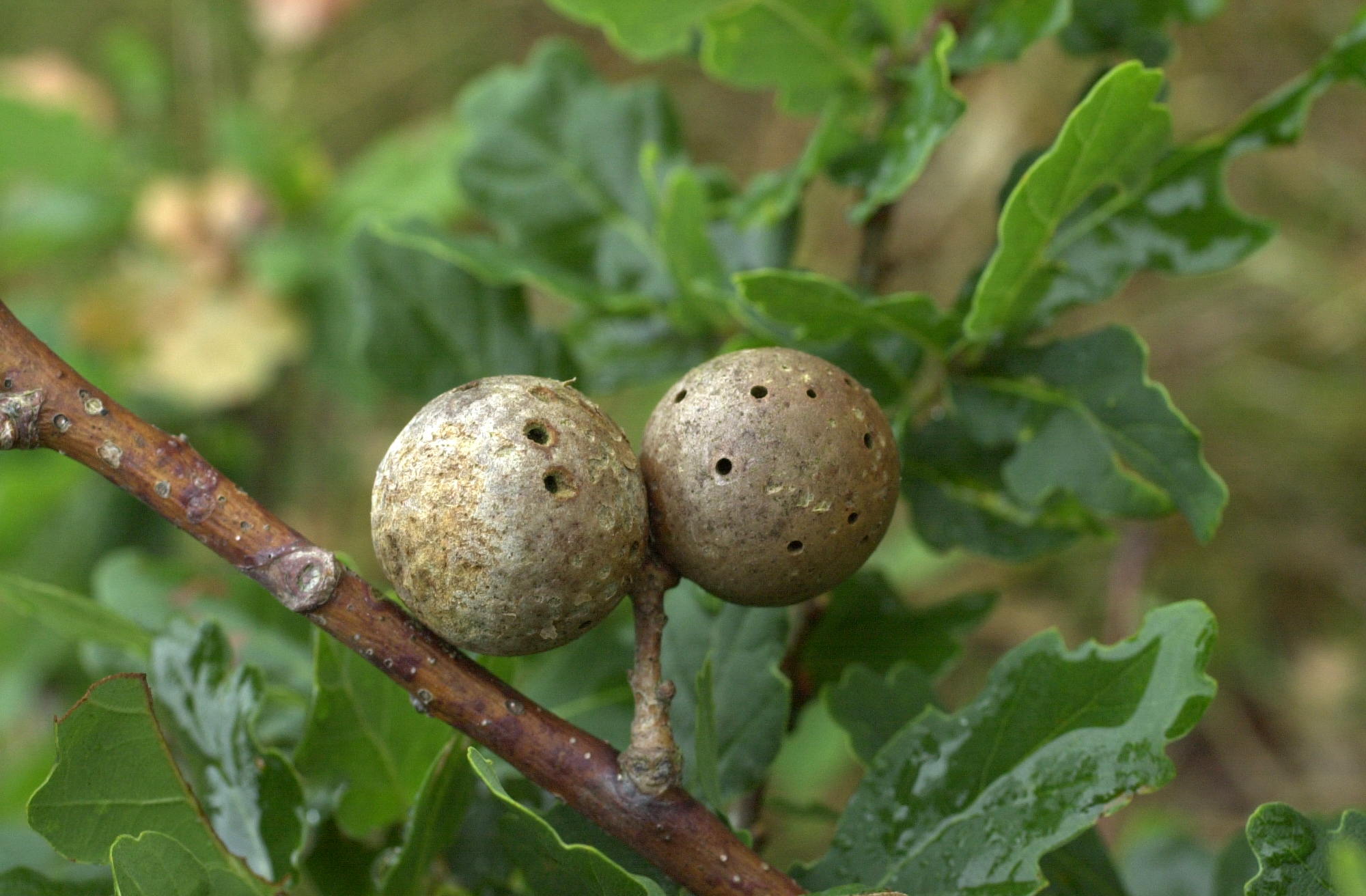 andricus_kollari_galle2md