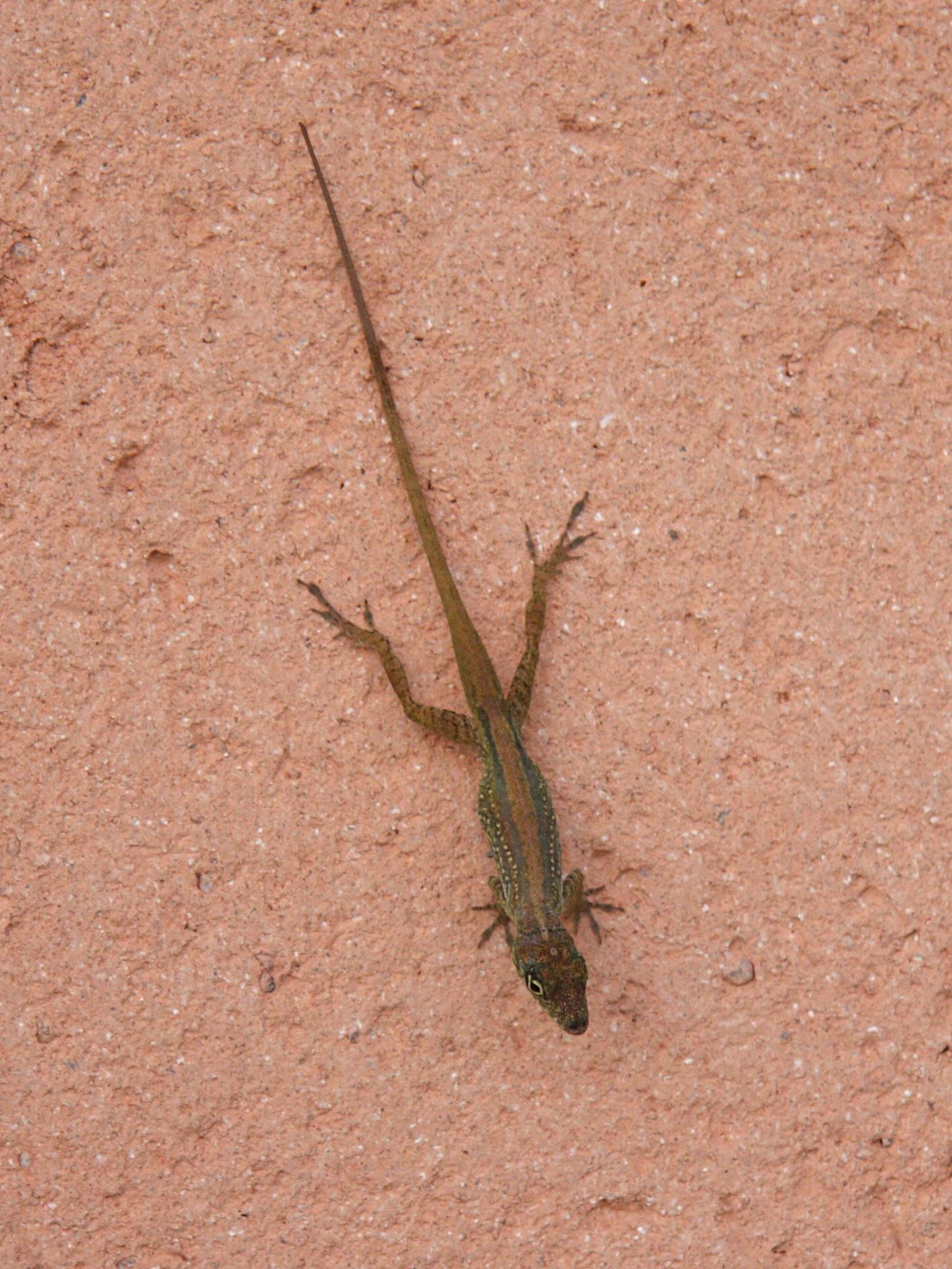 Afficher le média anolis_roquet5bd anolis_roquet5bd