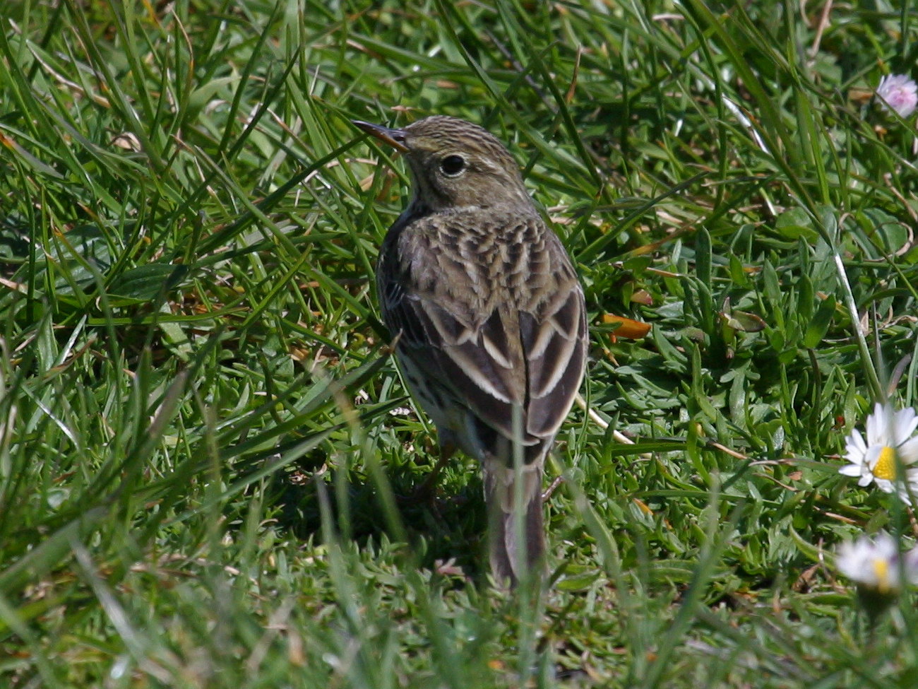 Anthus_pratensis