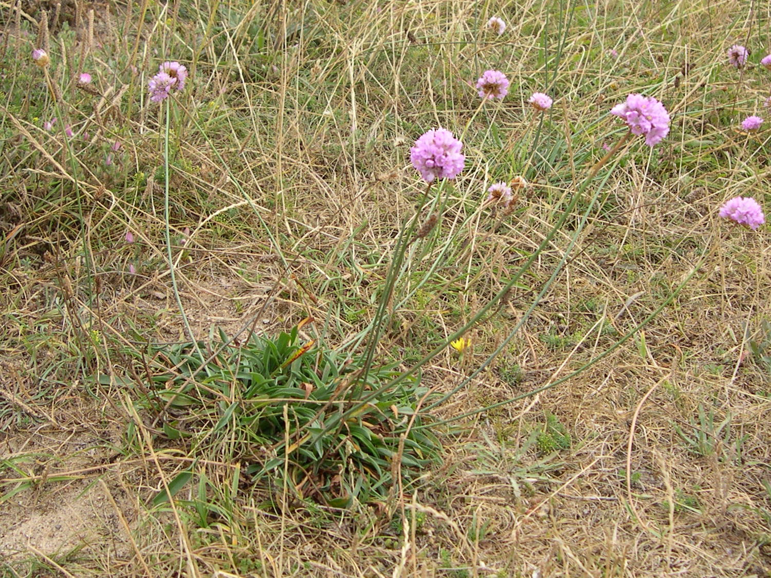 armeria_alliacea1md