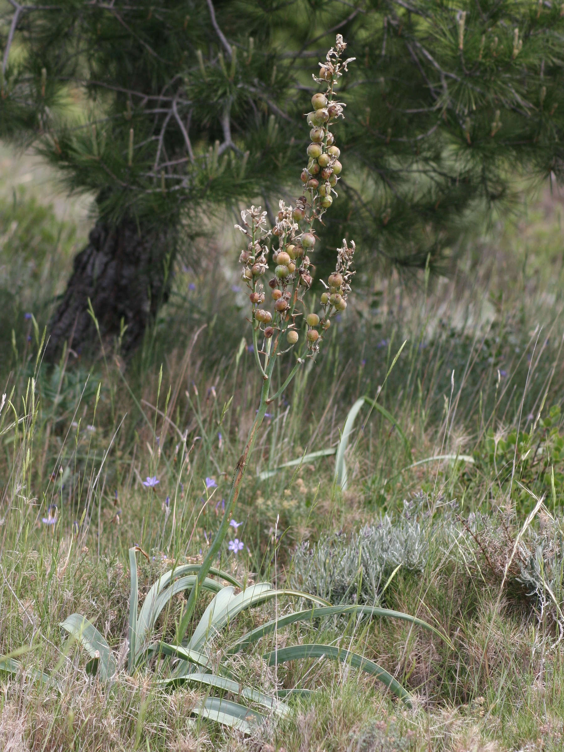 Afficher le média asphodelus_cerasiferus3md asphodelus_cerasiferus3md