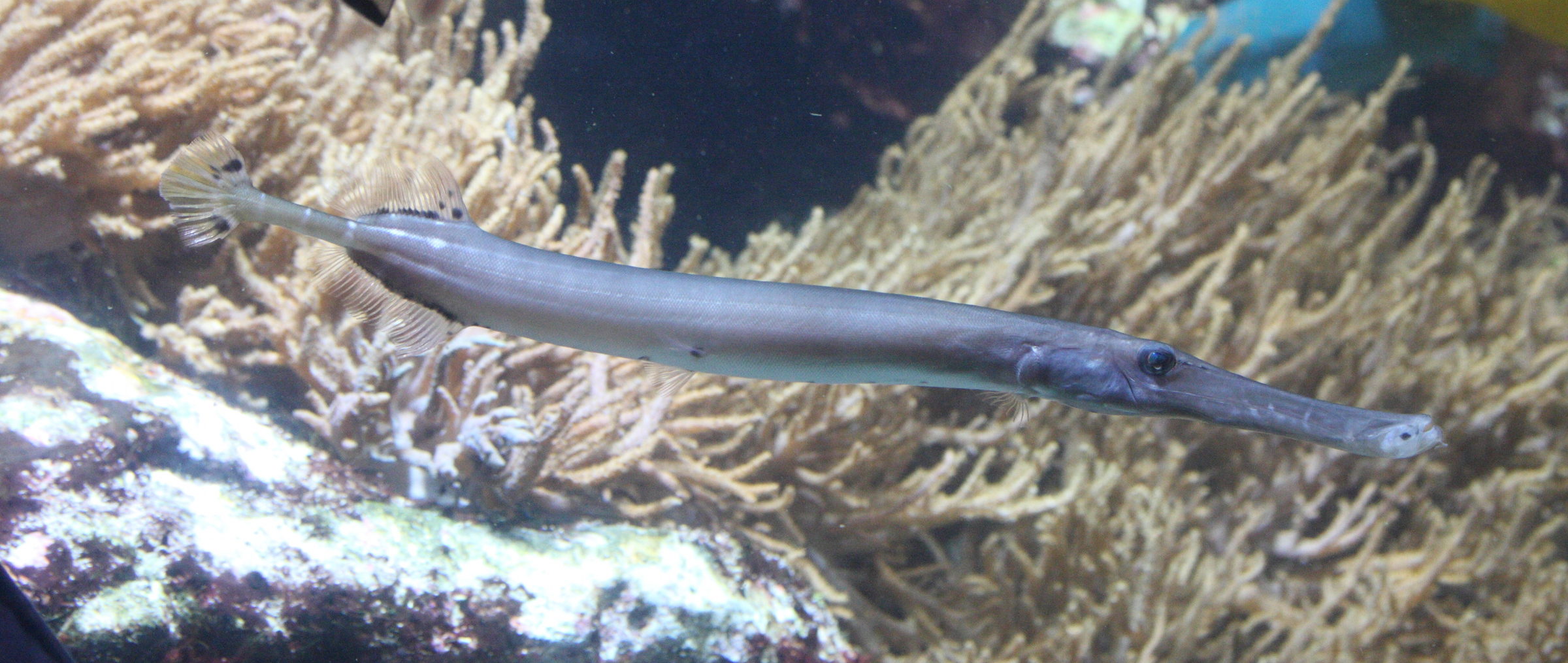 Afficher le média aulostomus_chinensis2md aulostomus_chinensis2md