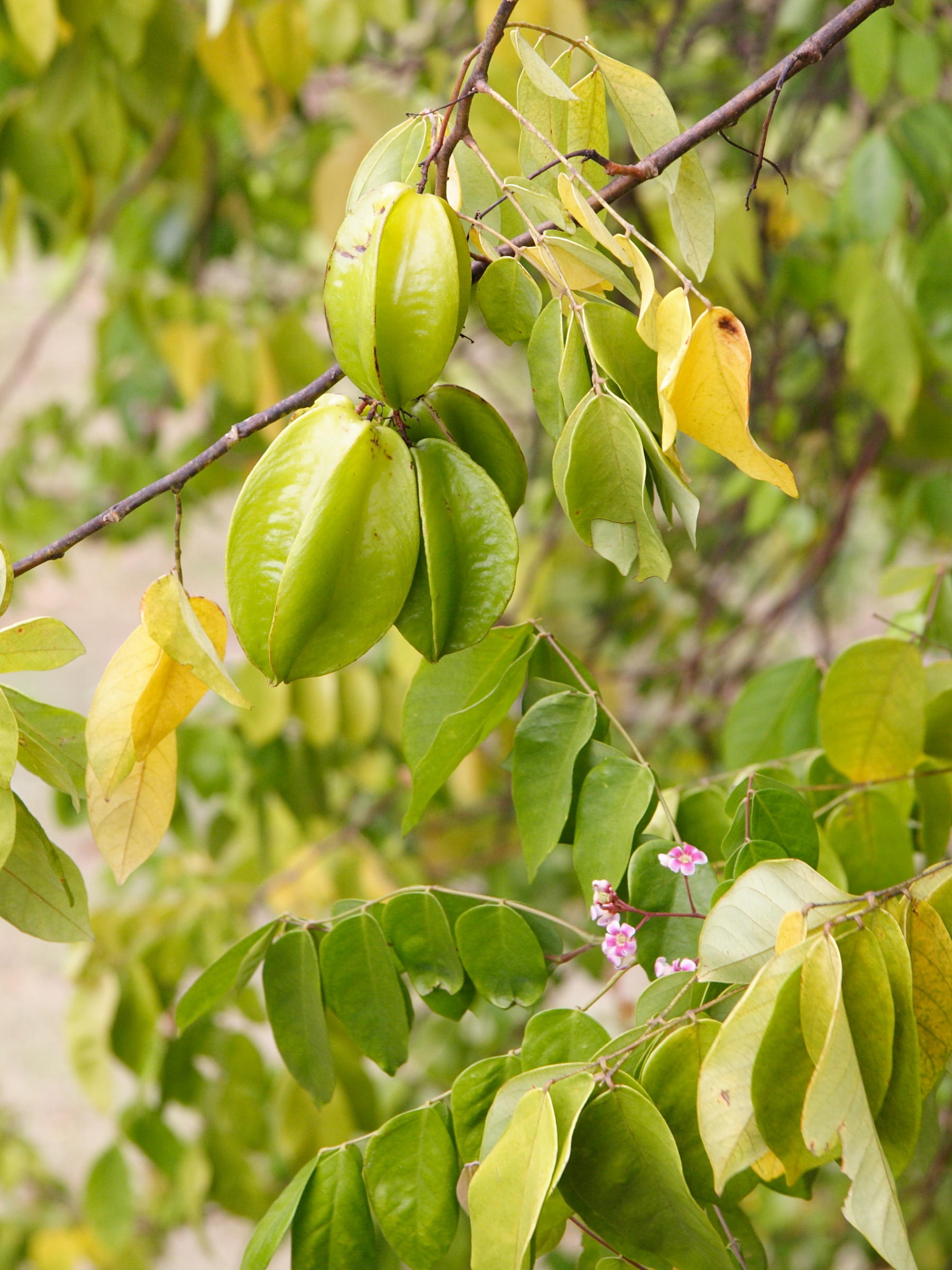 averrhoa_carambola5md