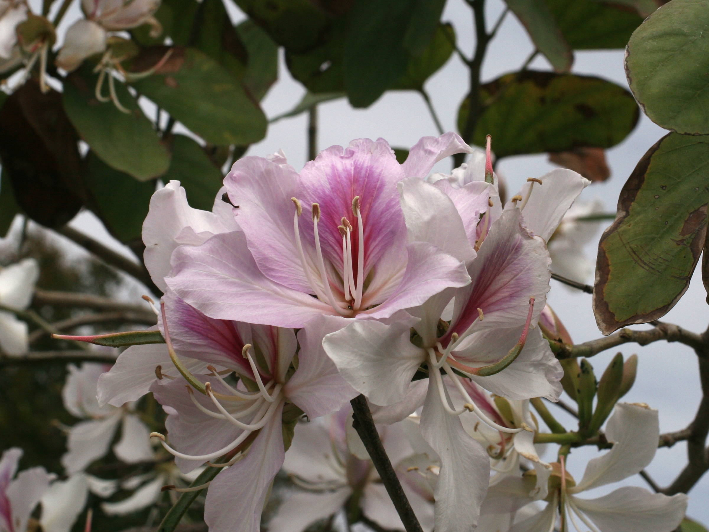 Afficher le média bauhinia_variegata3md bauhinia_variegata3md