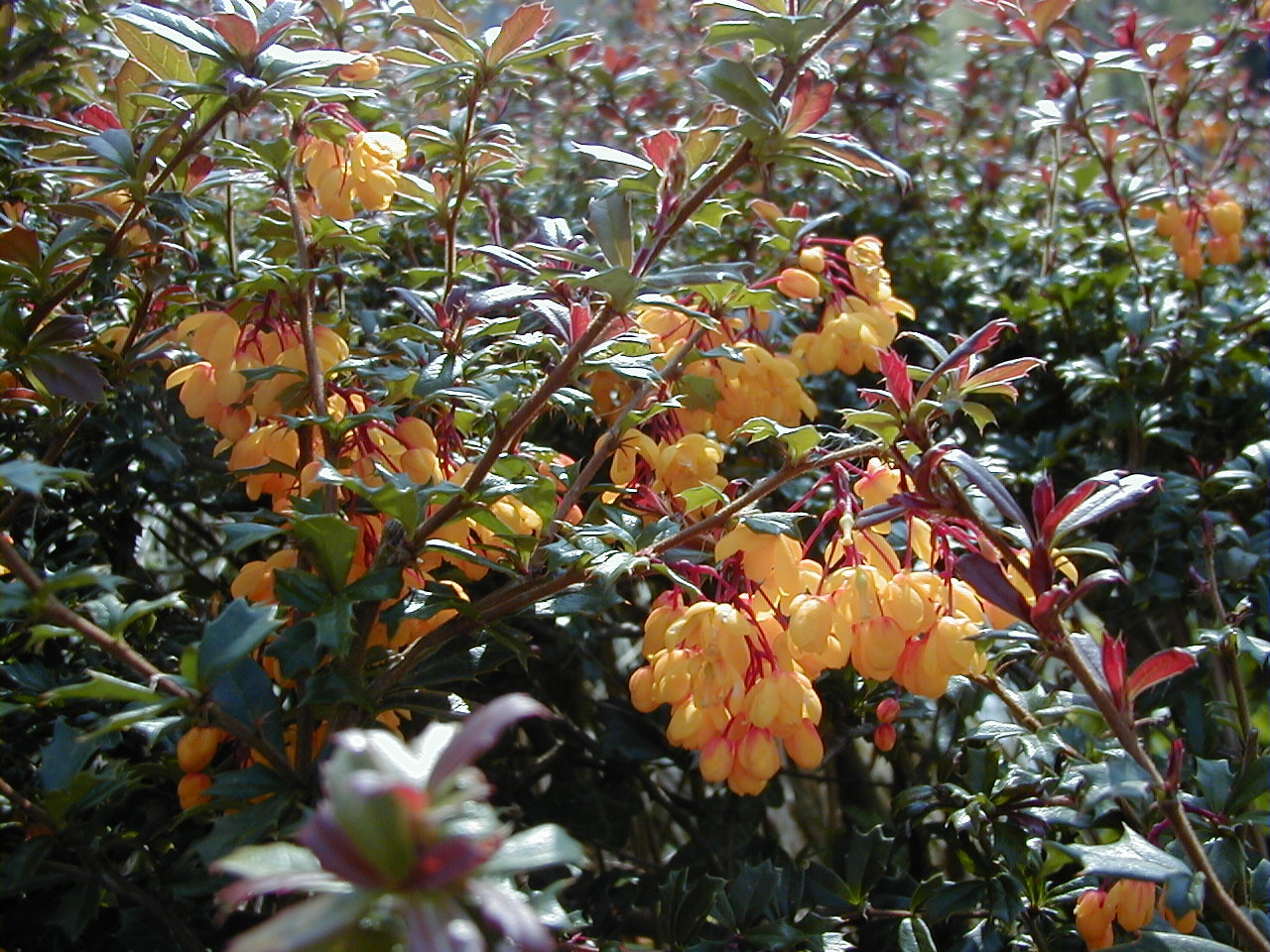 berberis_atropurpureum3md