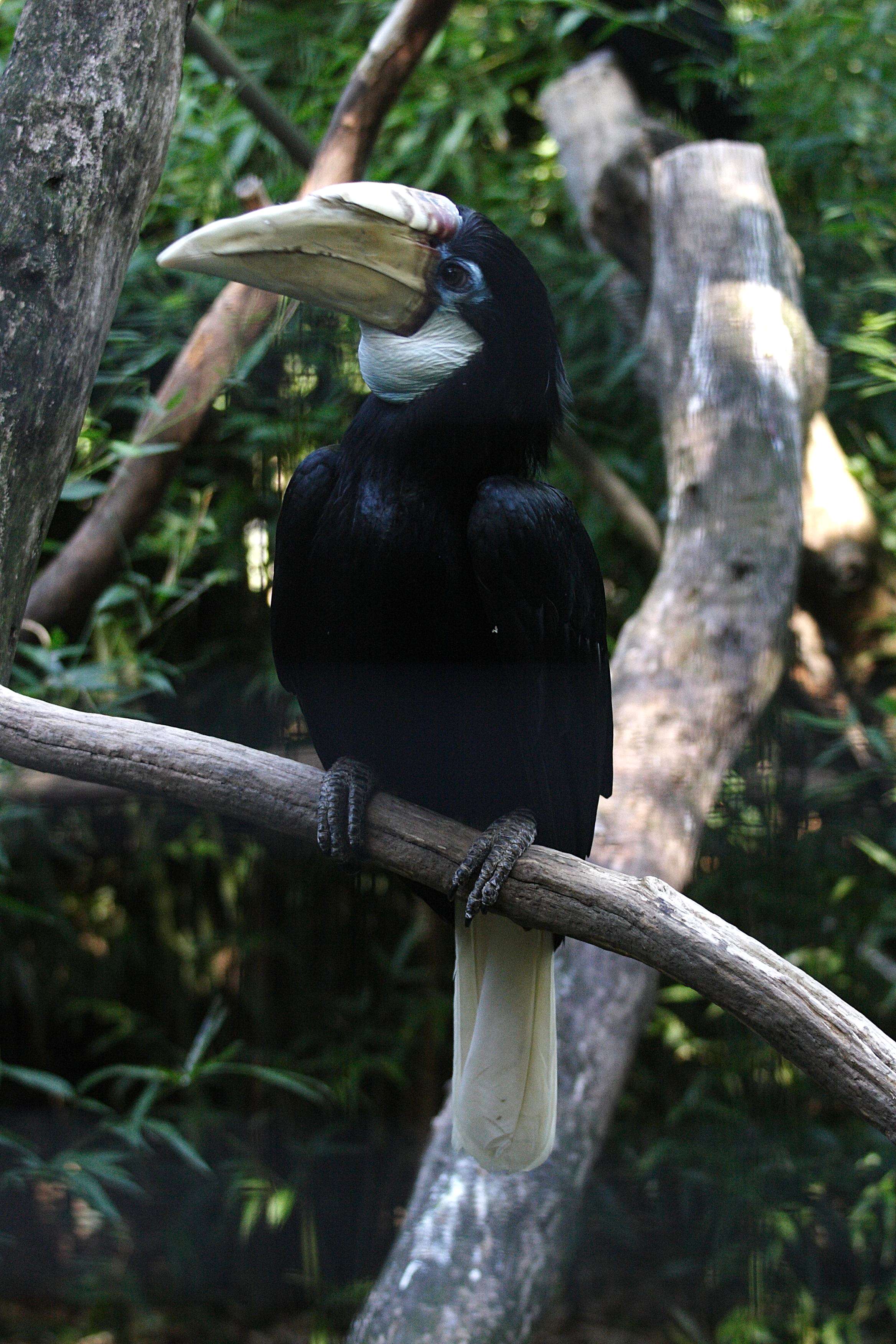 calao_papou_-_rhyticeros_plicatus4md