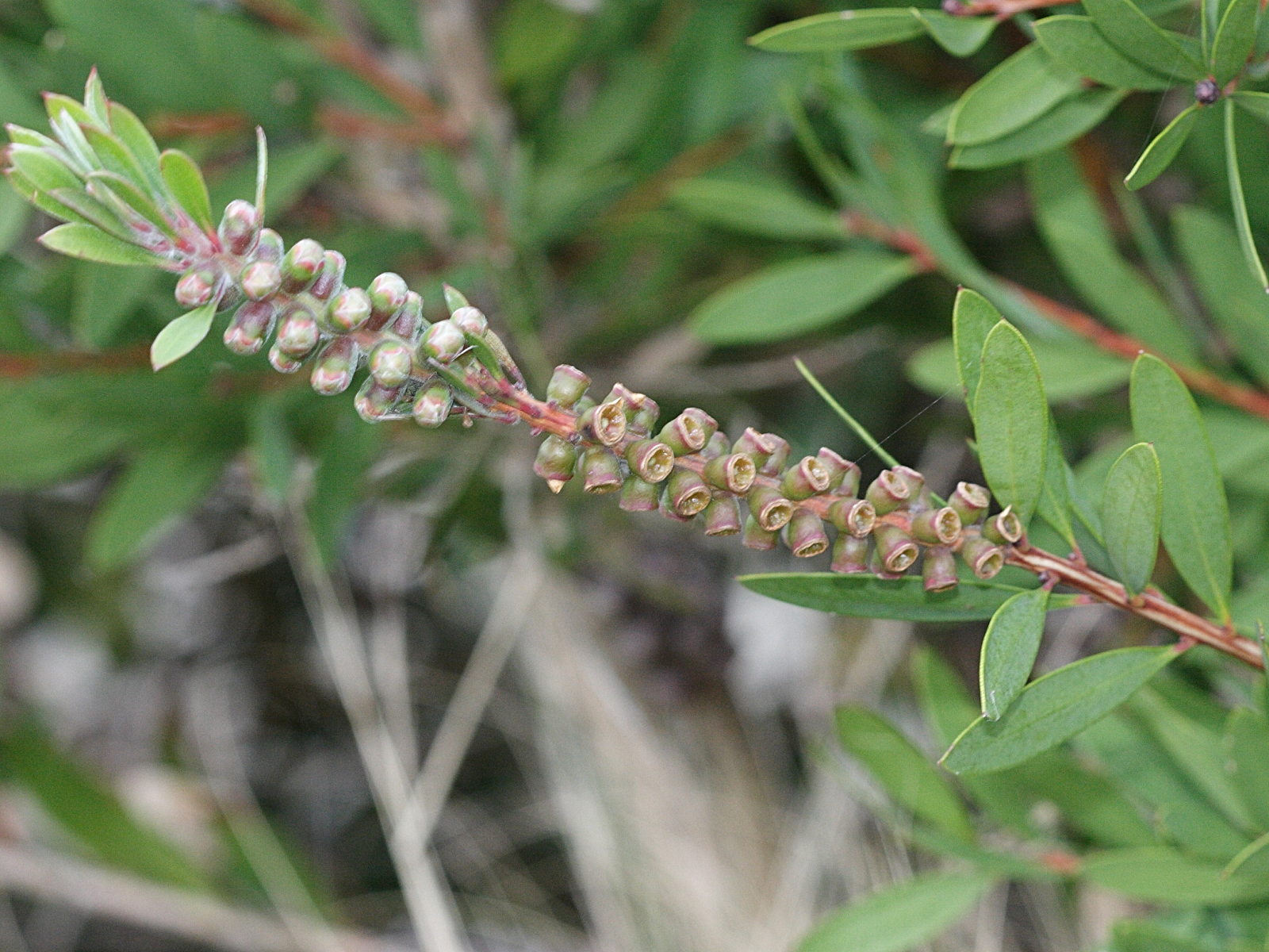 callistemon_citrinus5md
