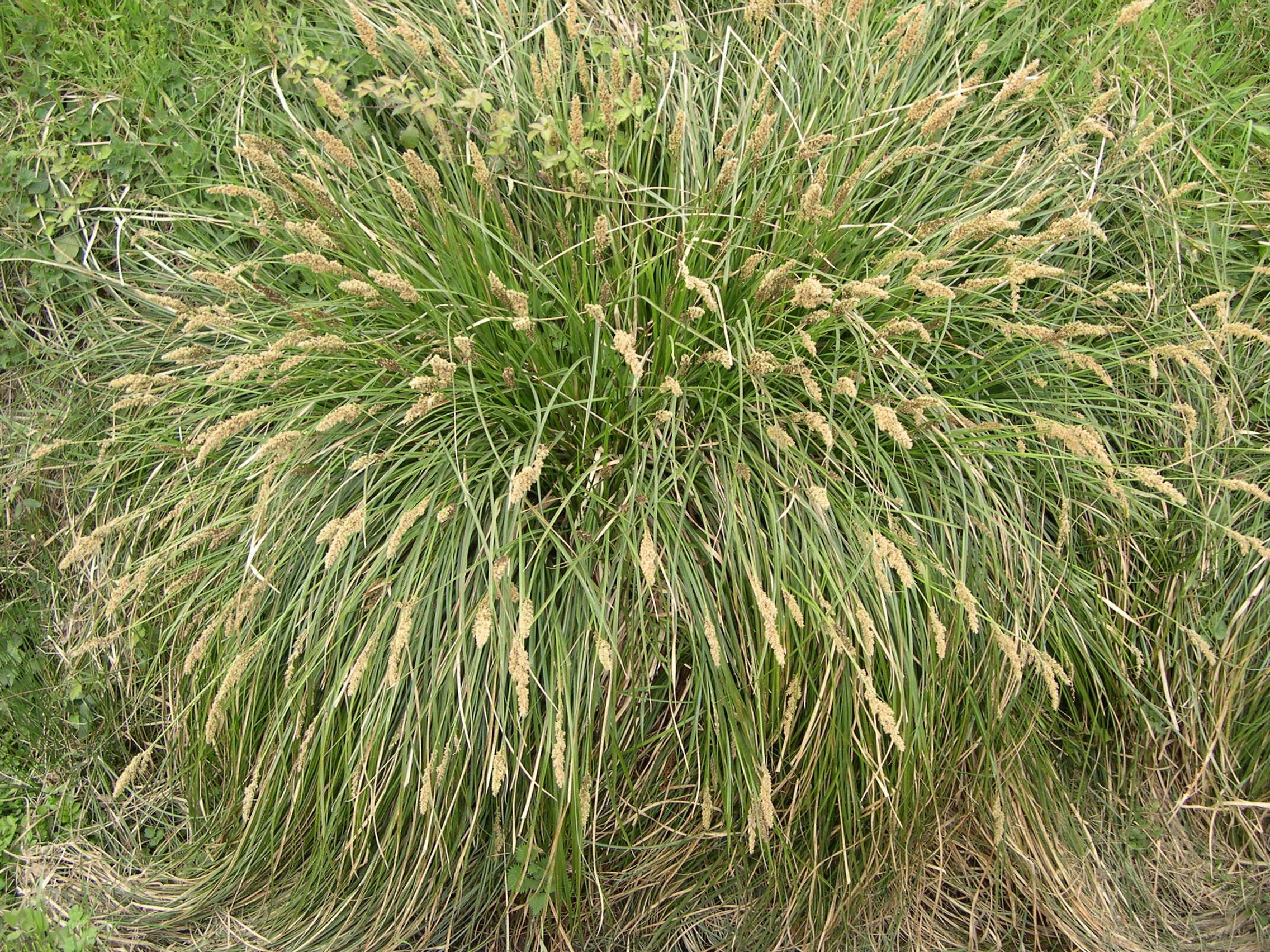 carex_paniculata2amd