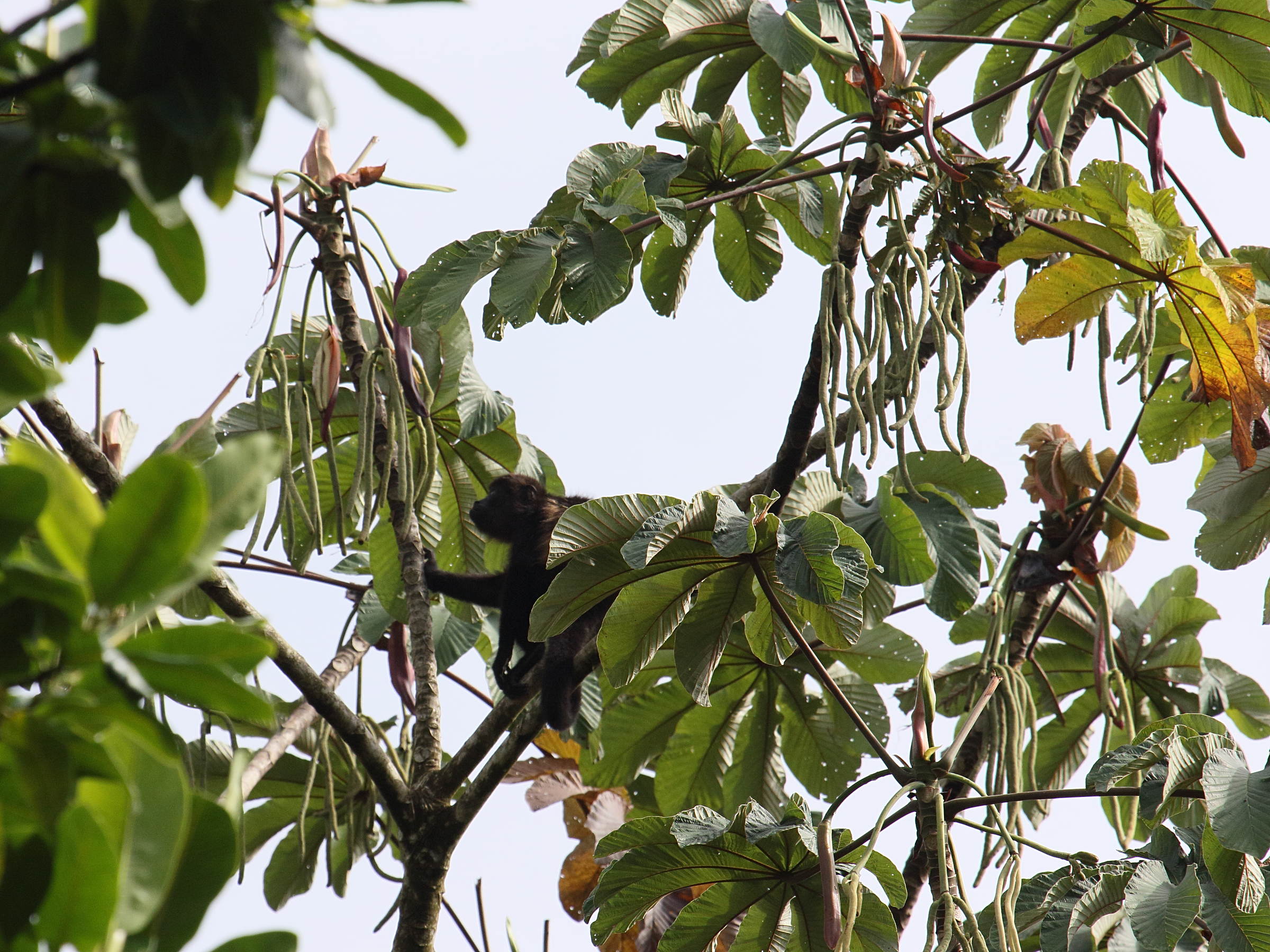 cecropia_obtusifolia2bd