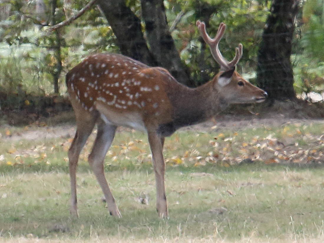 cervus_nippon_hortulorum2bd