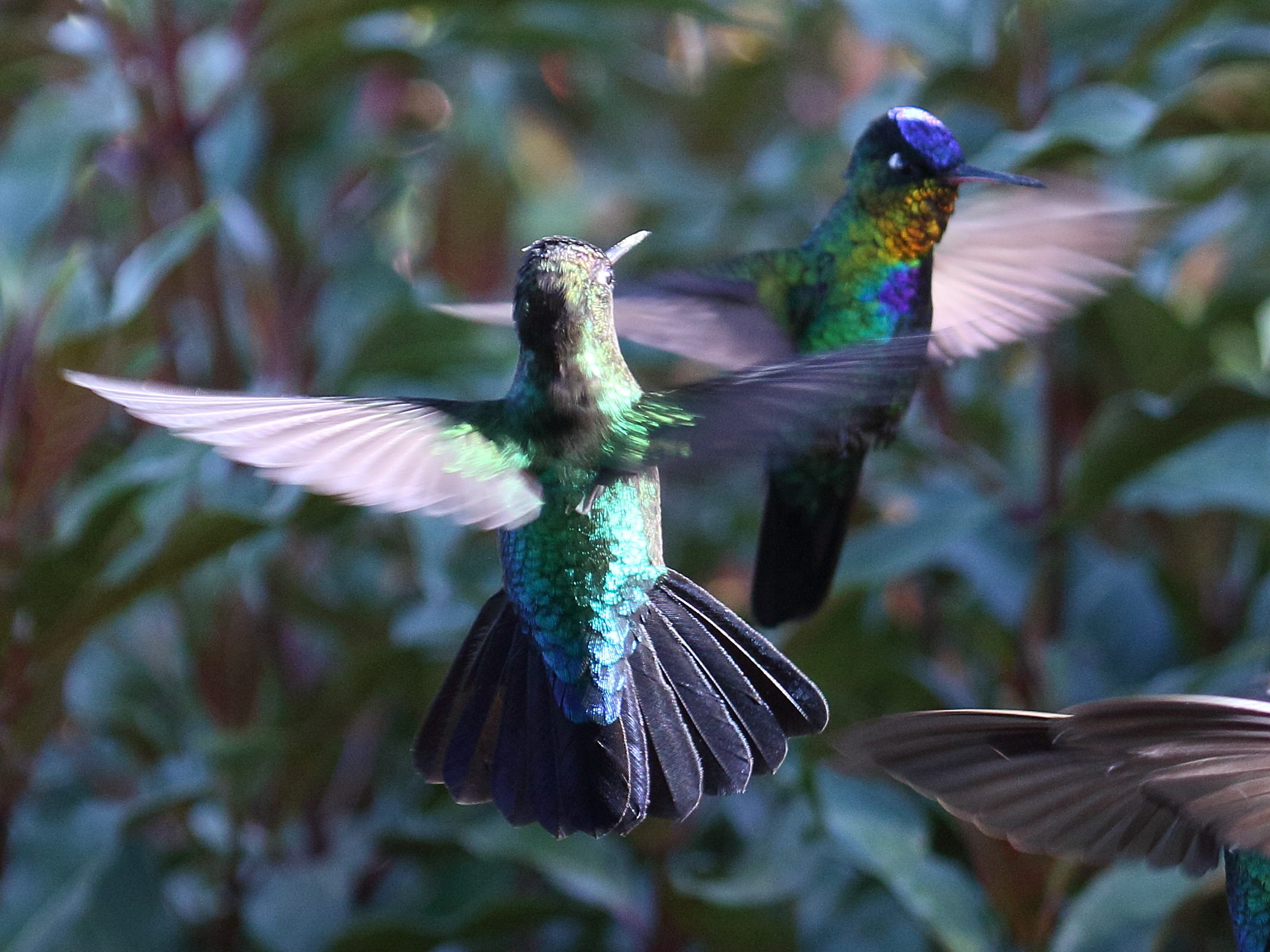 colibri_insigne_-_panterpe_insignis2bd