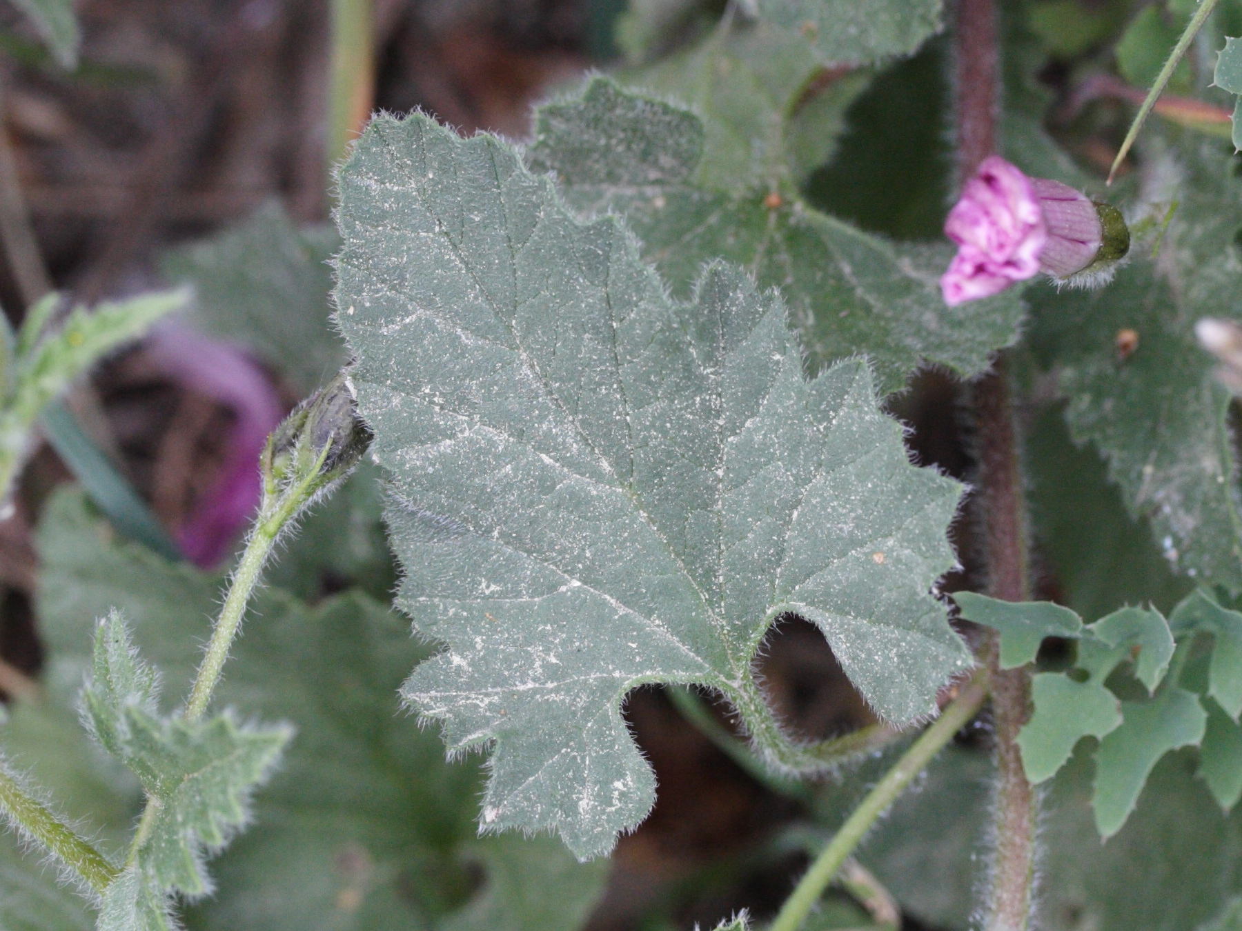 Convolvulus_althaeoides