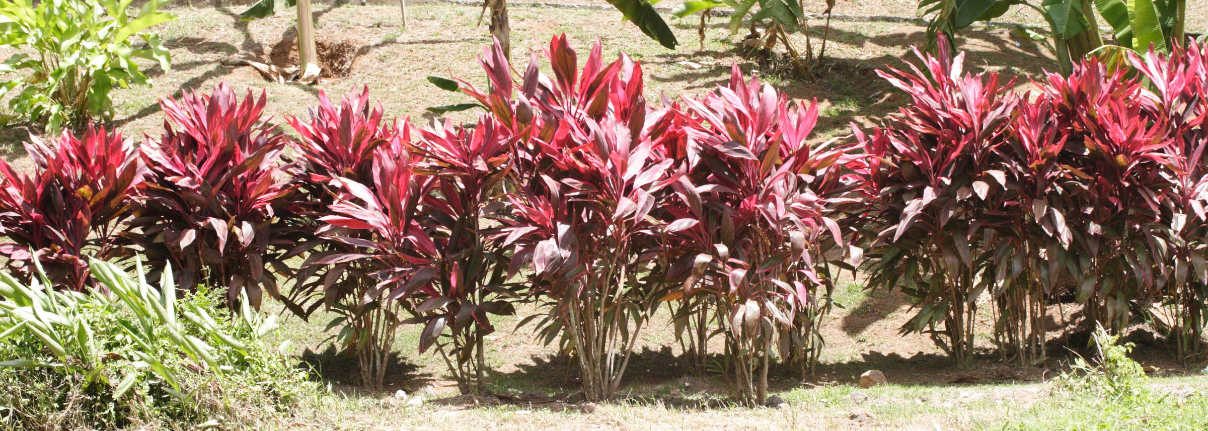 cordyline_fruticosa2md
