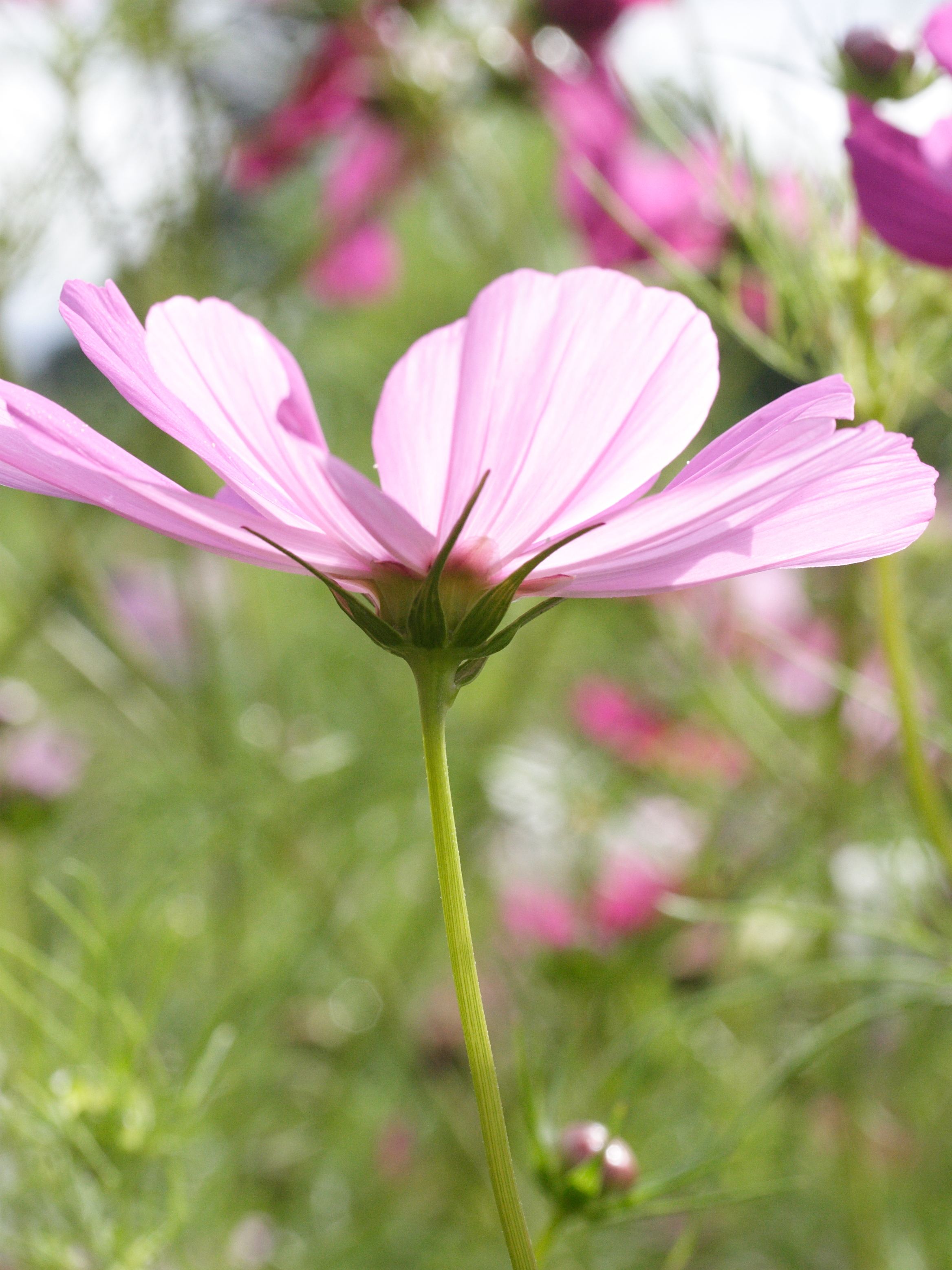 cosmos_bipinnatus3md